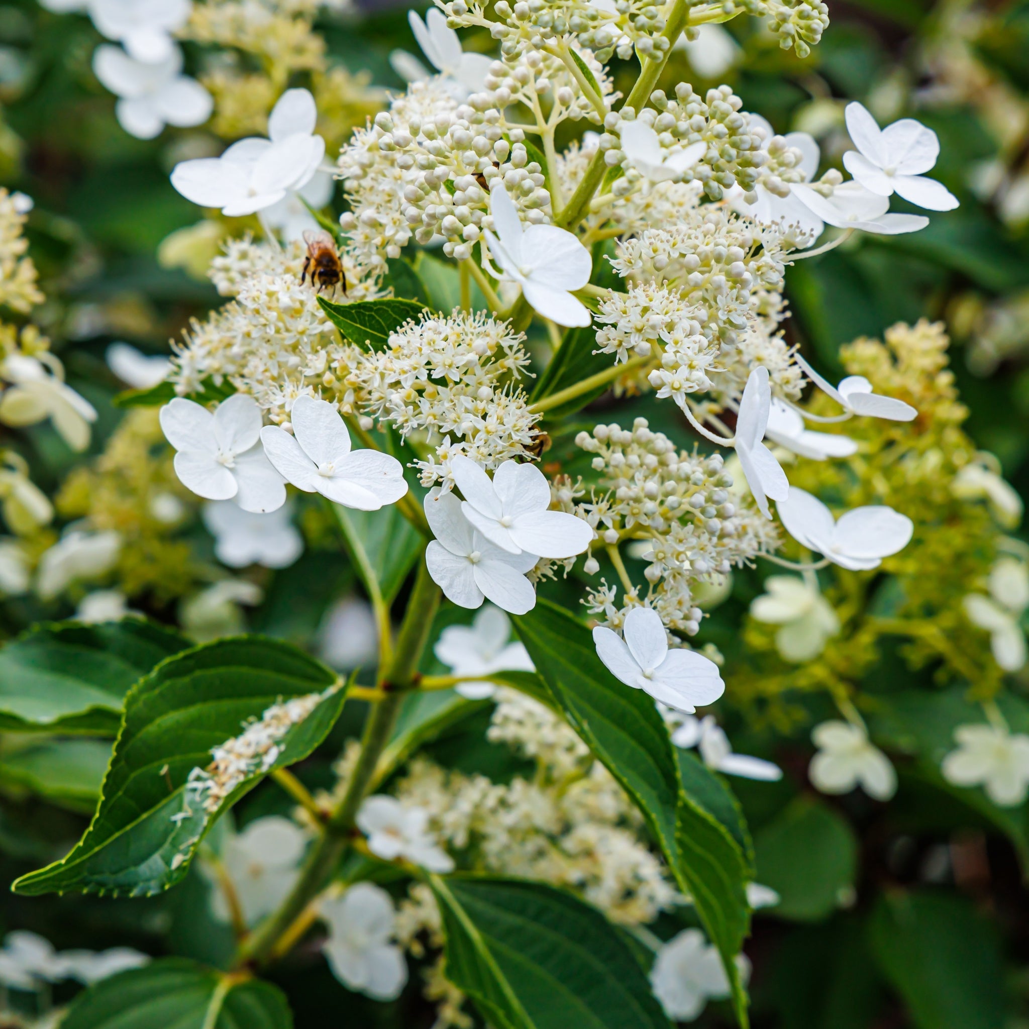 Hydrangea paniculata 'Kyushu' 2/9.5L