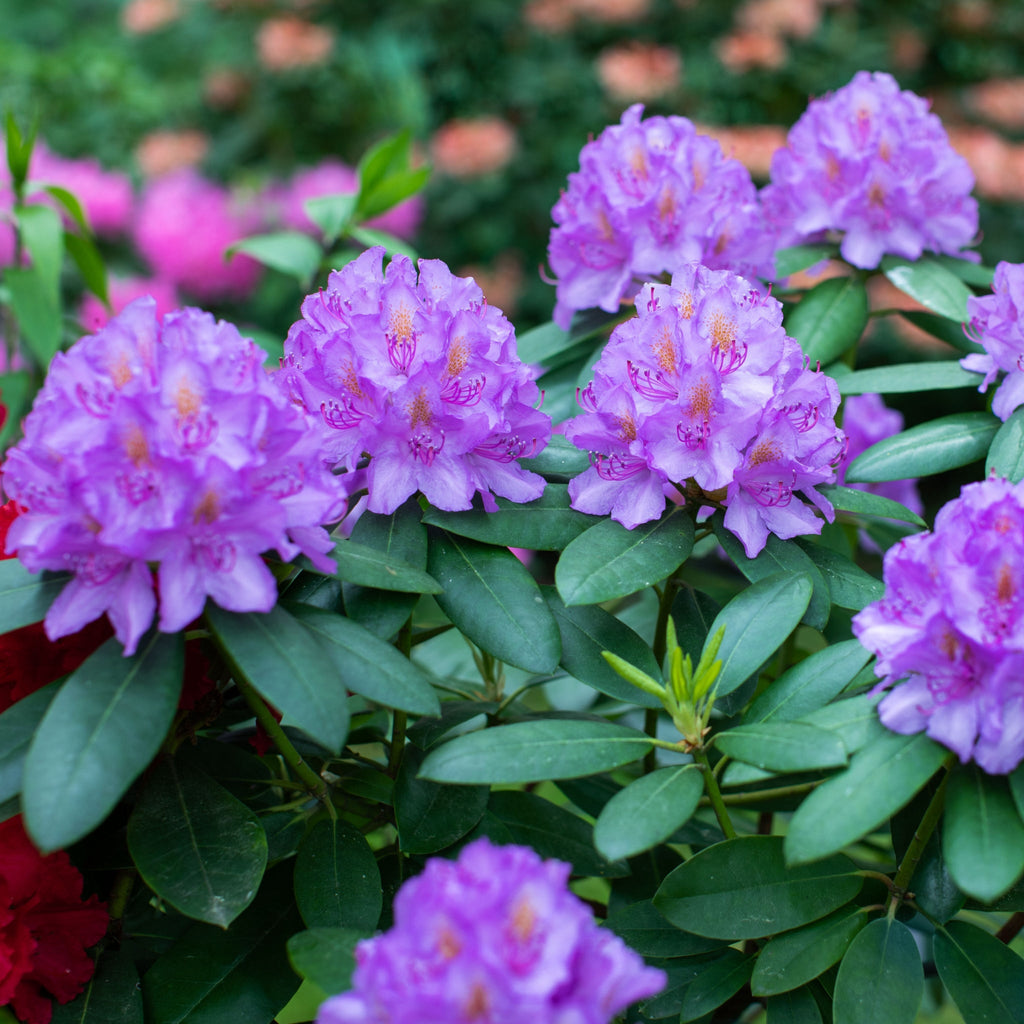 Rhododendron 'Catawbiense Grandiflorum' 3L