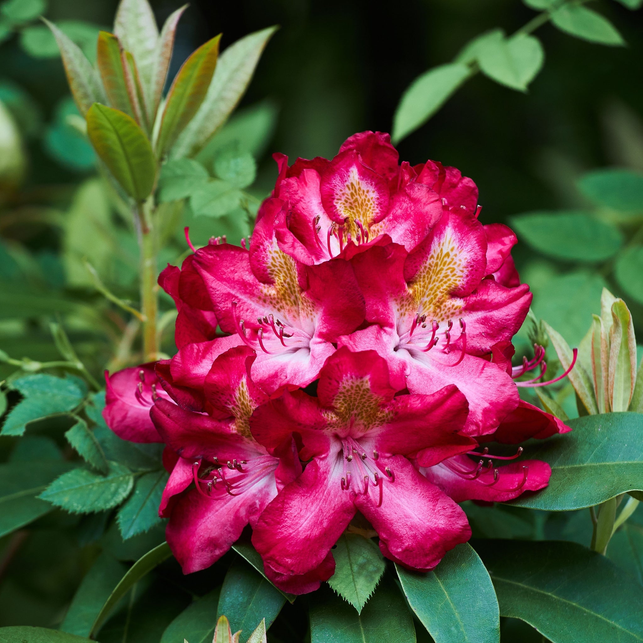 Rhododendron hybride 'Junifeuer' 5L