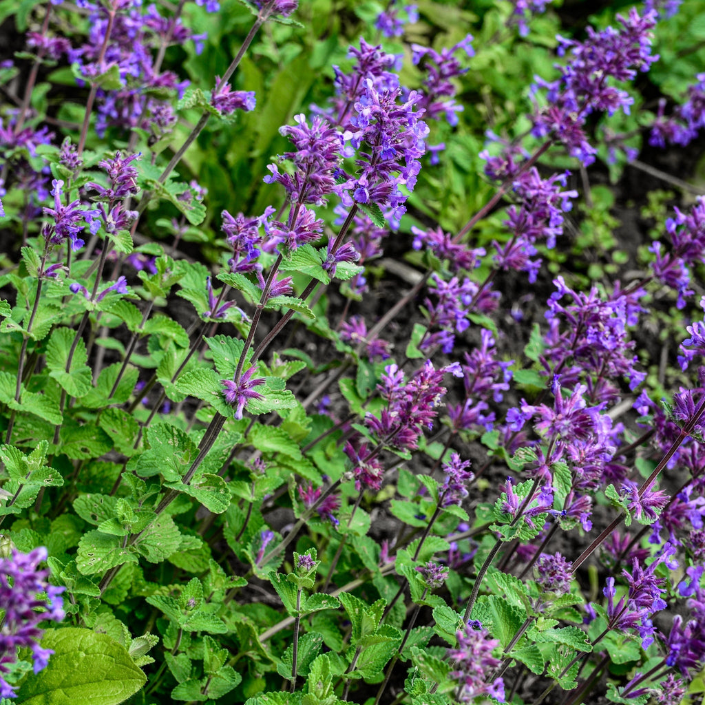 Nepeta ‘Cat’s Pyjamas’ 9cm / 2L