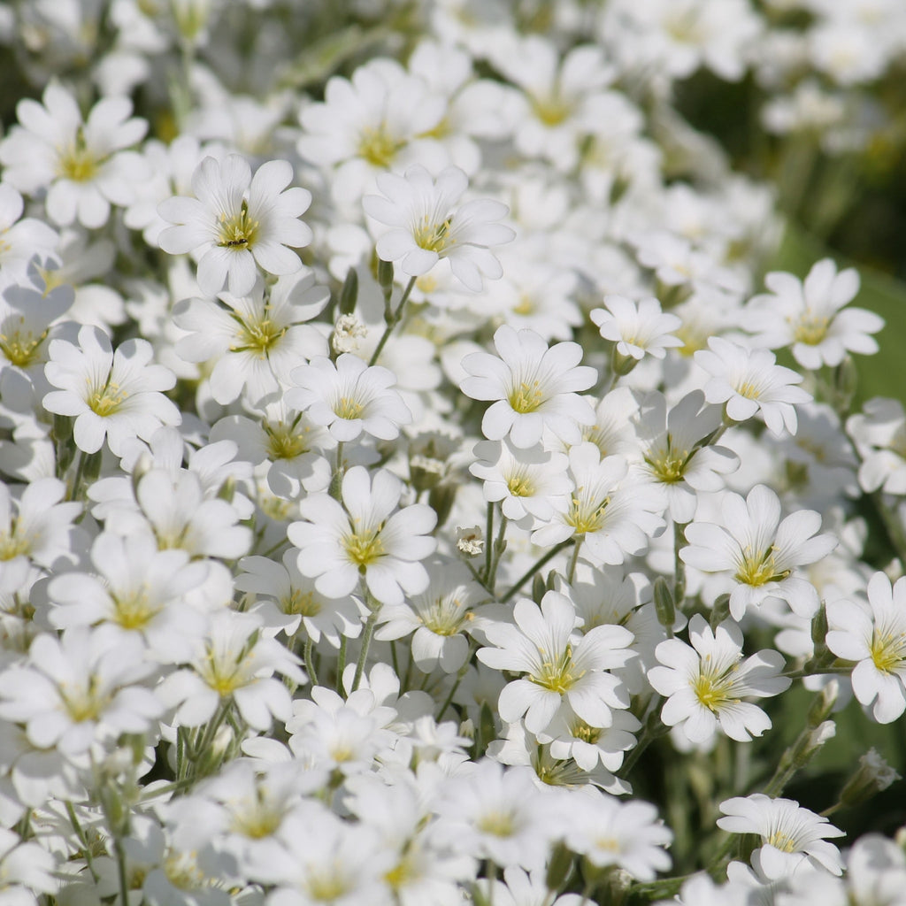 CERASTIUM tomentosum 9cm