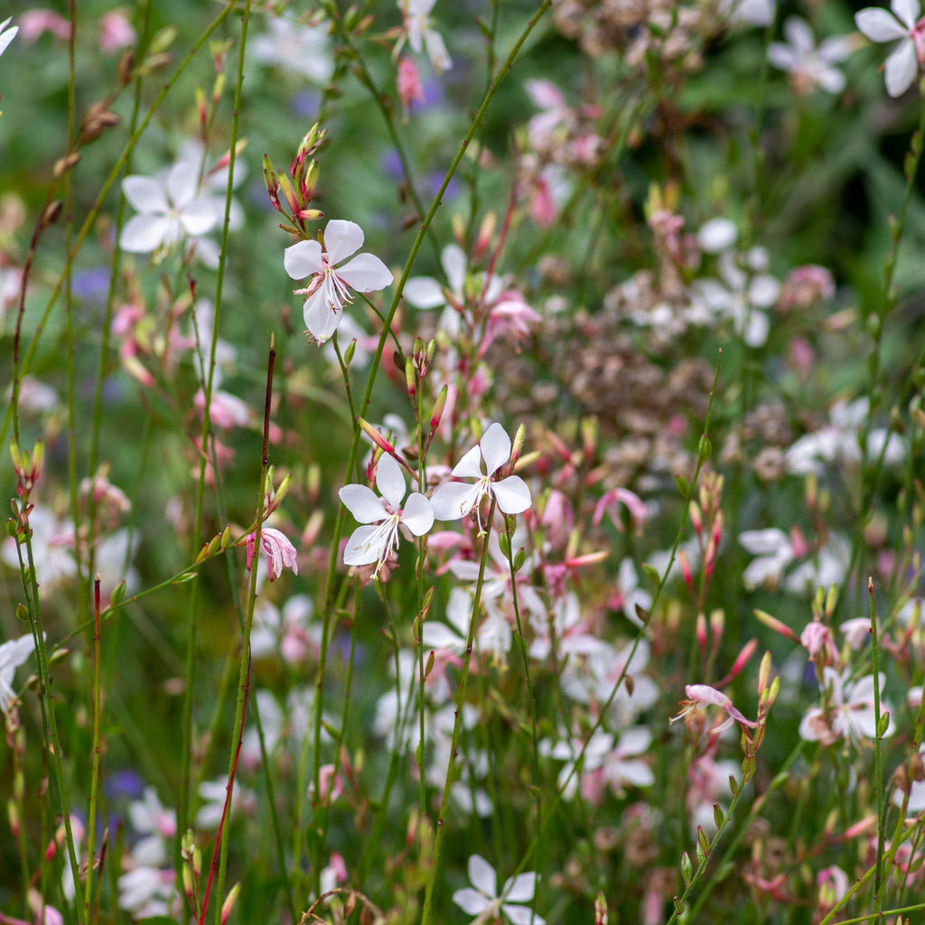 Gaura 'Whirling Butterflies' 9cm/2L
