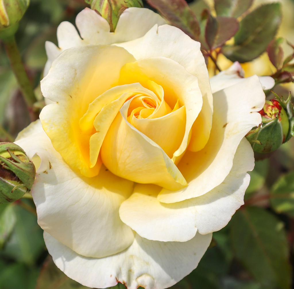 Sunny Sky | Hybrid Tea | 4L Potted Rose (PRE ORDER DECEMBER '25)