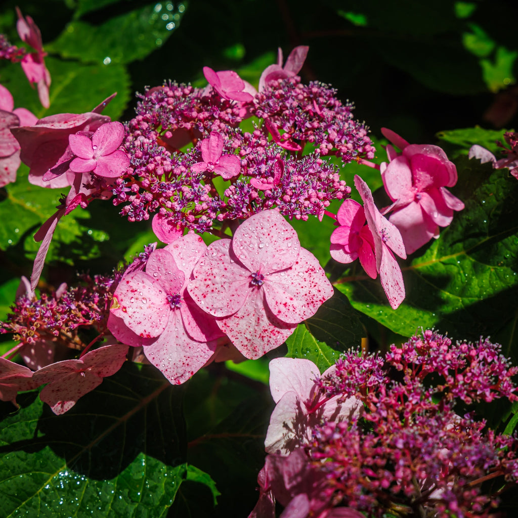 Hydrangea 'French Bolero' Pink 3L