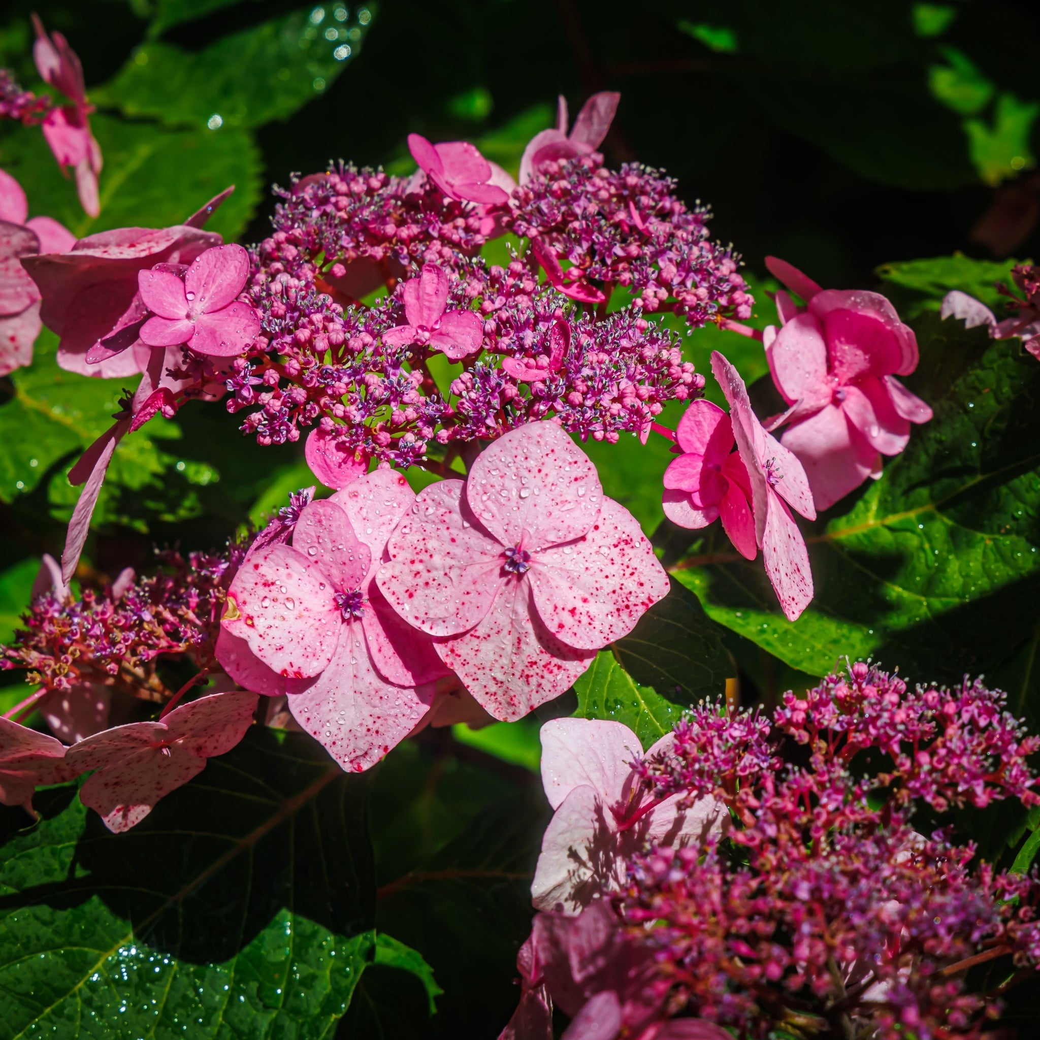 Hydrangea 'French Bolero' Pink 3L