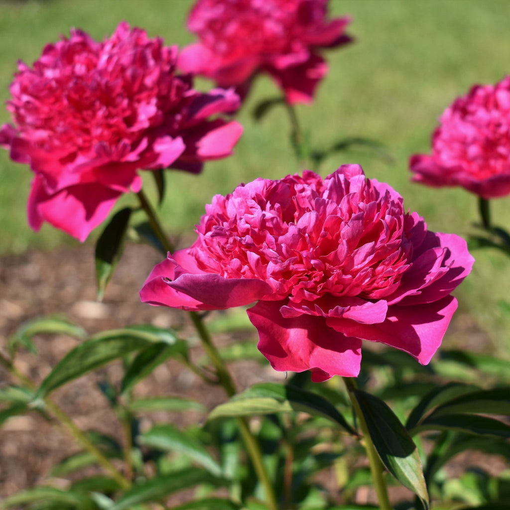 Peony ‘Felix Crousse’ 1L
