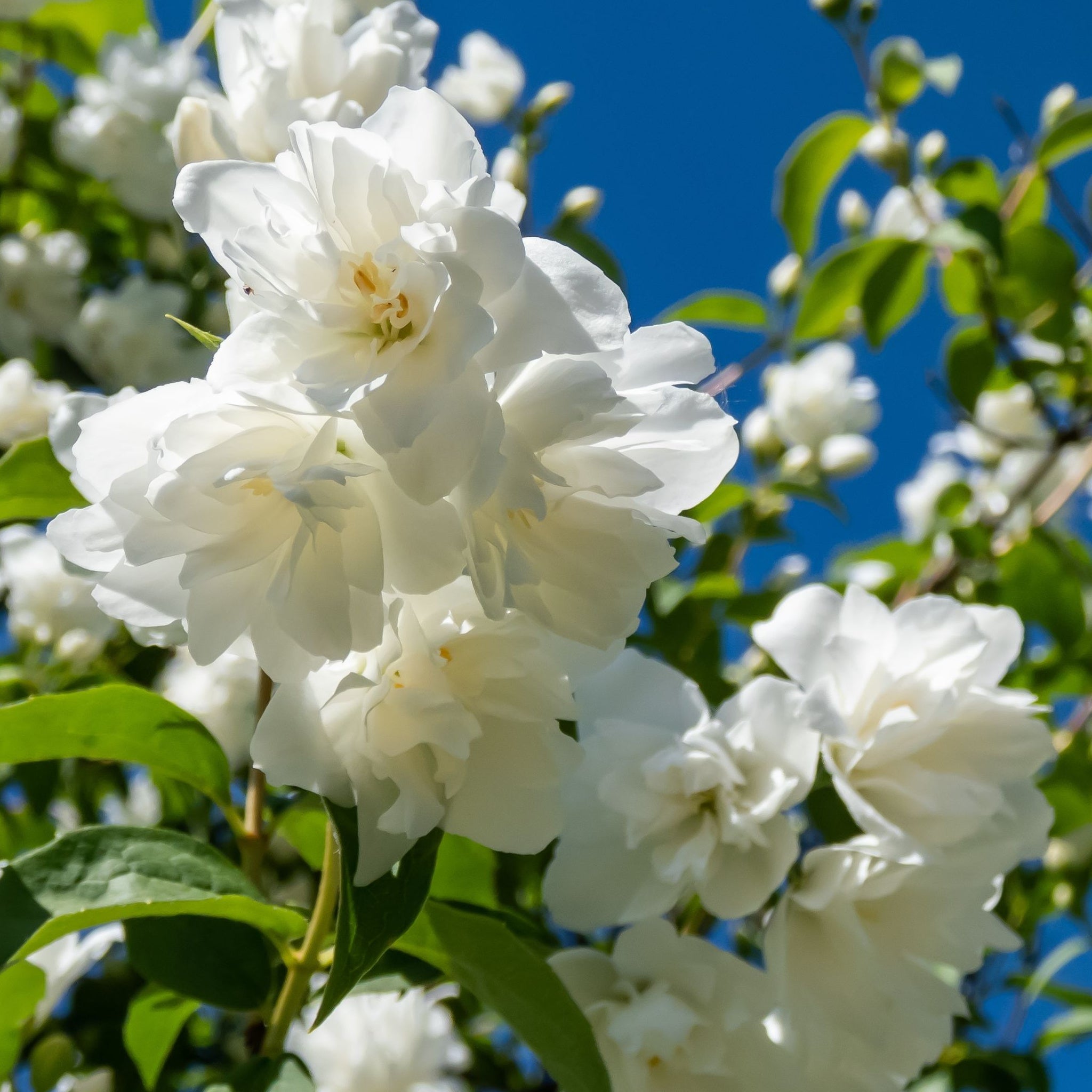 Philadelphus 'Virginal' | Mock Orange | 9cm / 2L / 5L