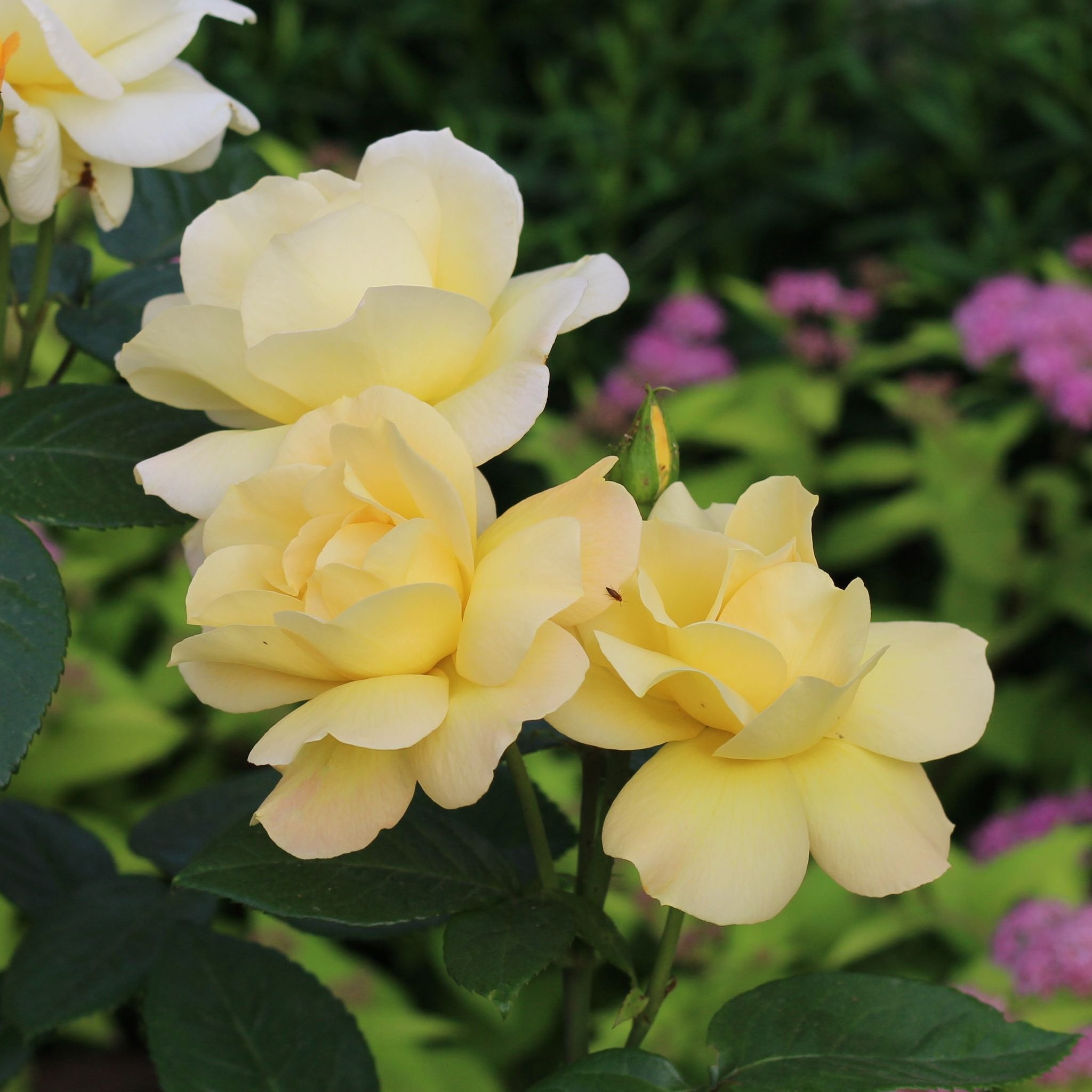 Rose Arthur Bell | Floribunda Rose | 4L Potted Rose (PRE ORDER DECEMBER '25)