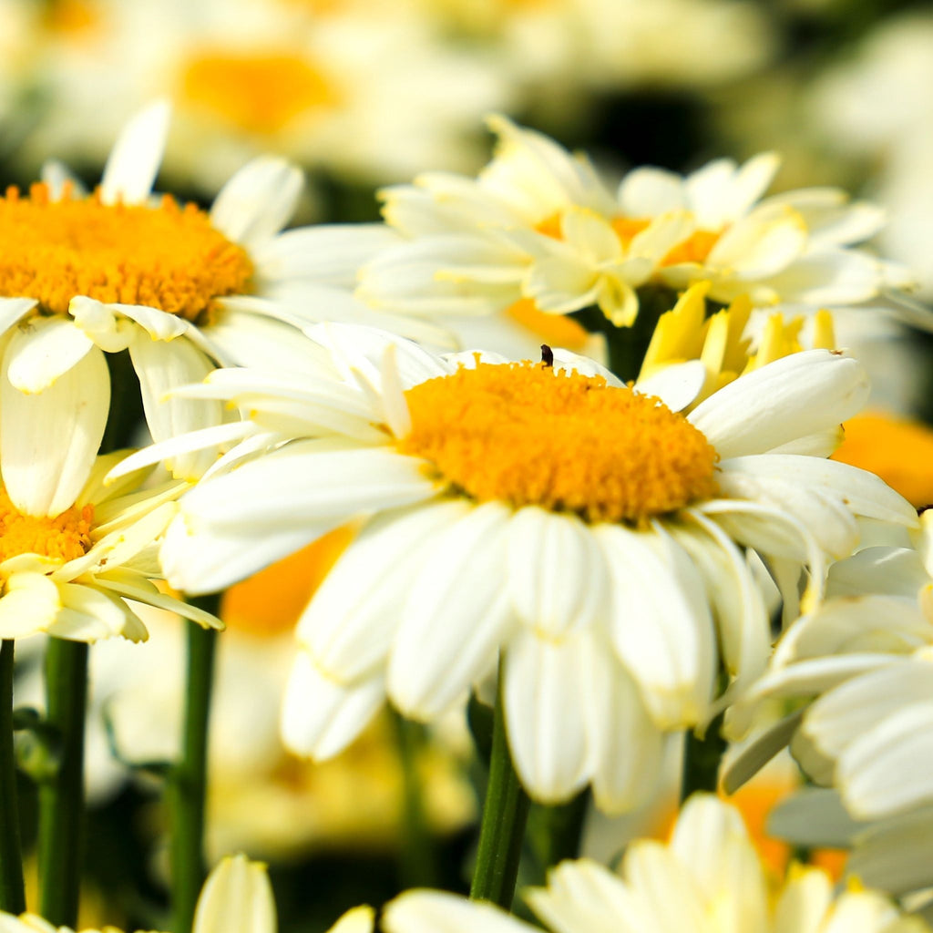 Leucanthemum 'Lacreme' 2L