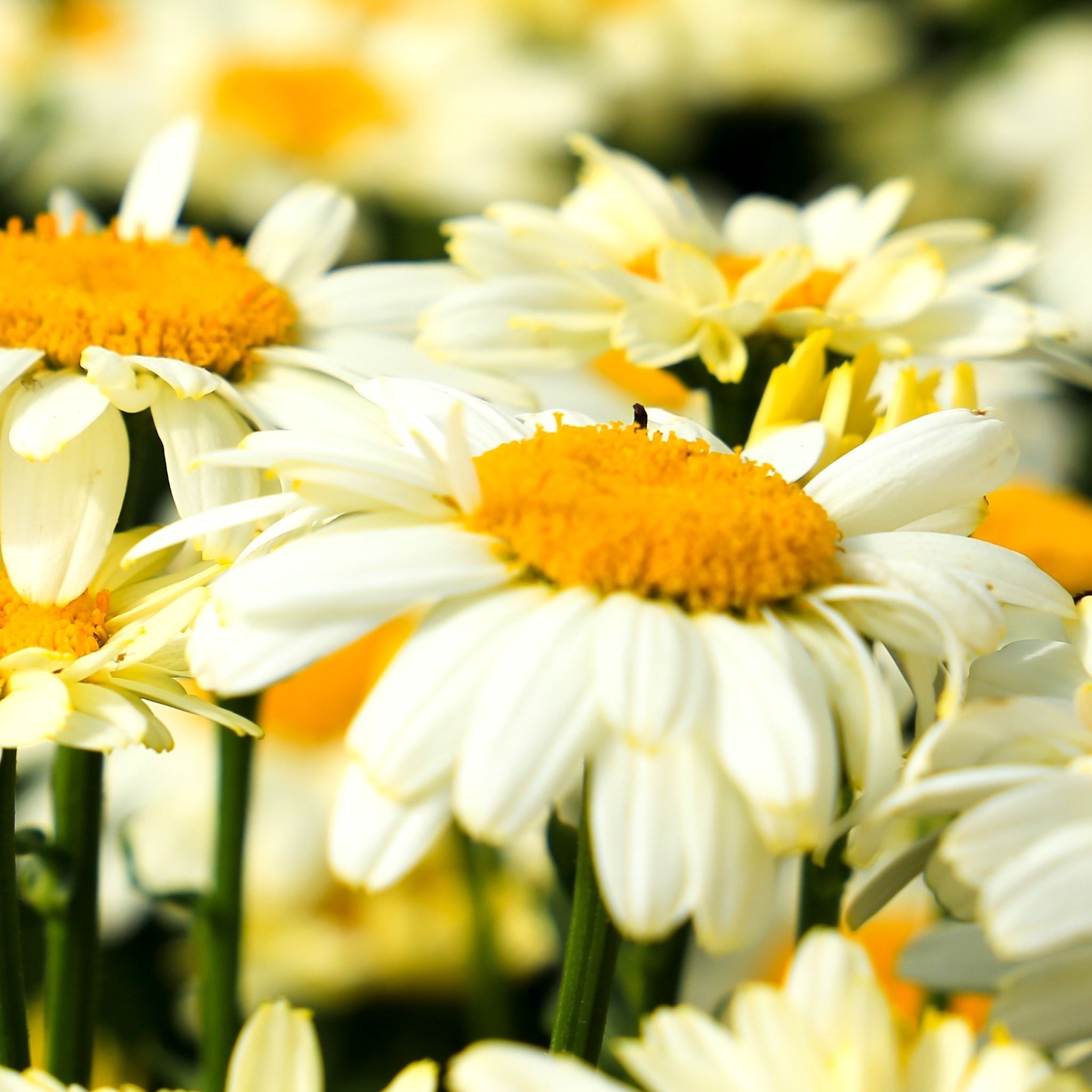 Leucanthemum 'Lacreme' 2L
