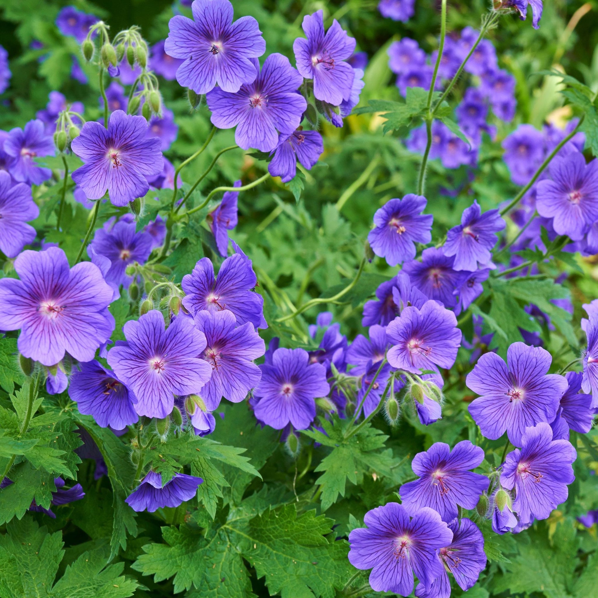Geranium 'Johnson's Blue' 9cm/2L/3L