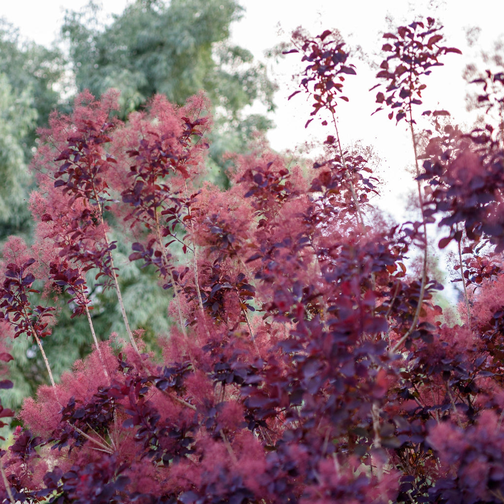 Cotinus cog. 'Royal Purple' 9cm/2L