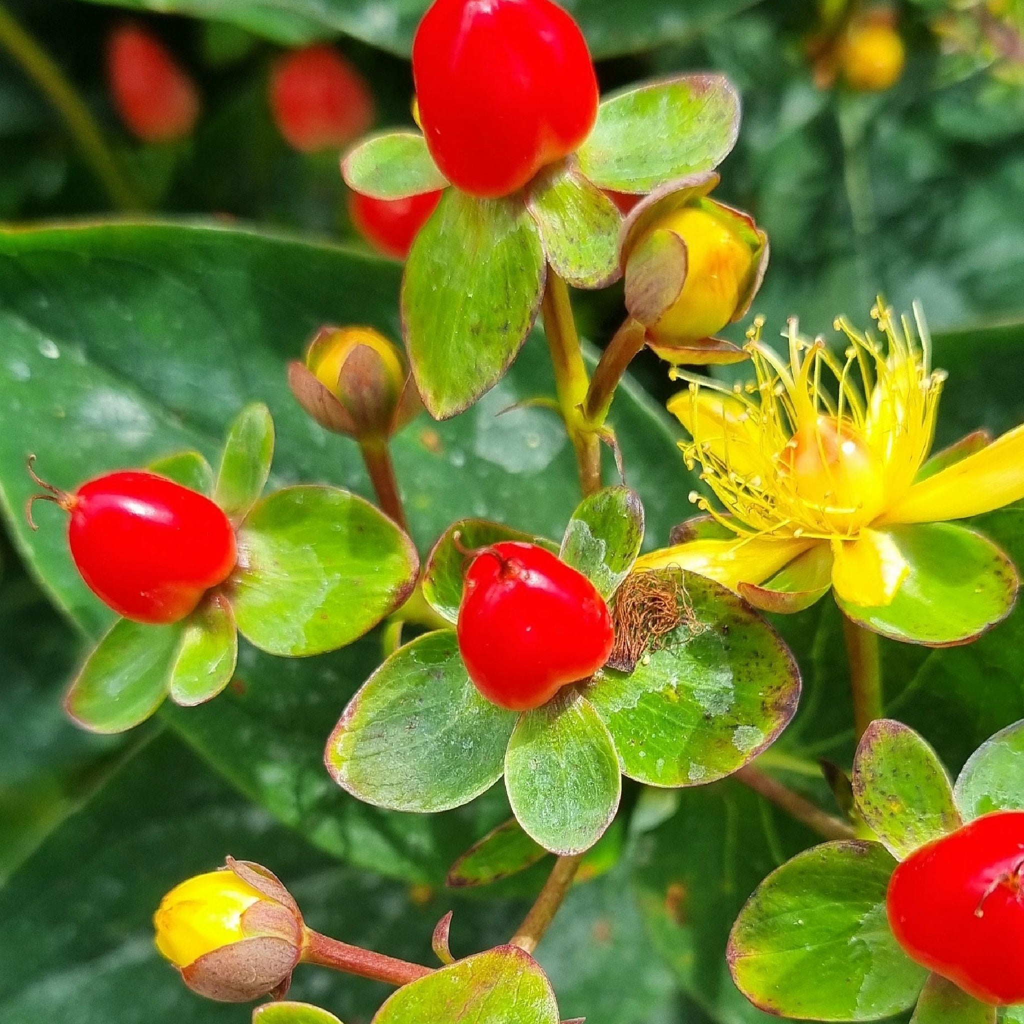 Hypericum 'Red Berry' 2L