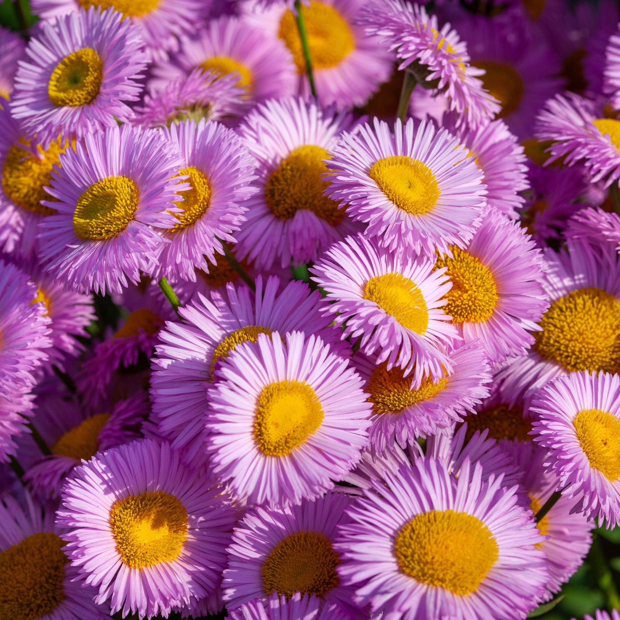 Aster novi - belgii 'Jenny' 9cm