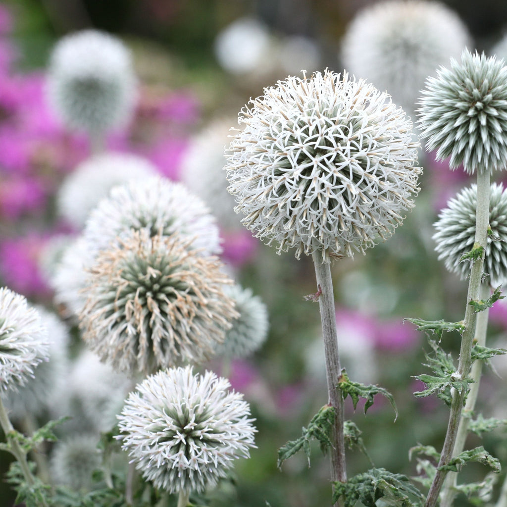 Echinops sphaerocephalus 'Artic Glow' 1L