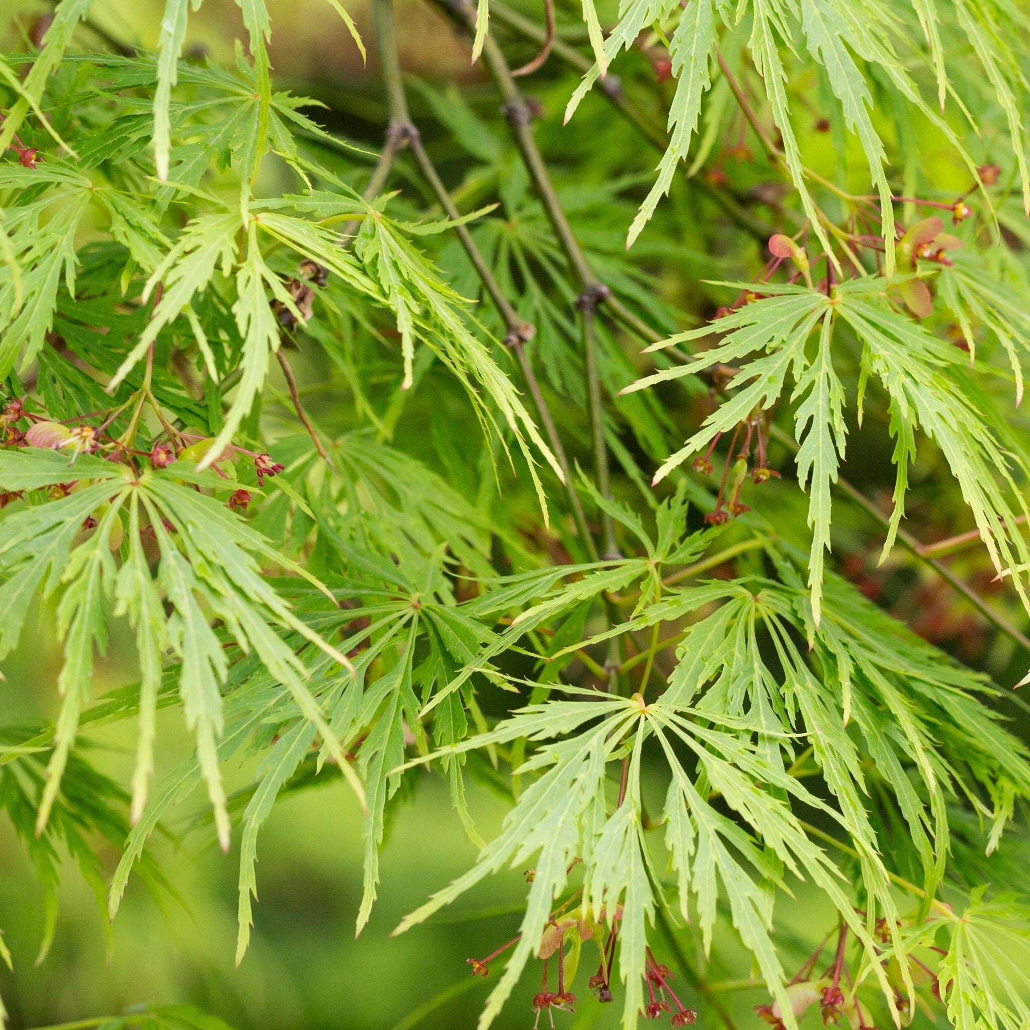 Acer palmatum Dissectum 3L / 10L