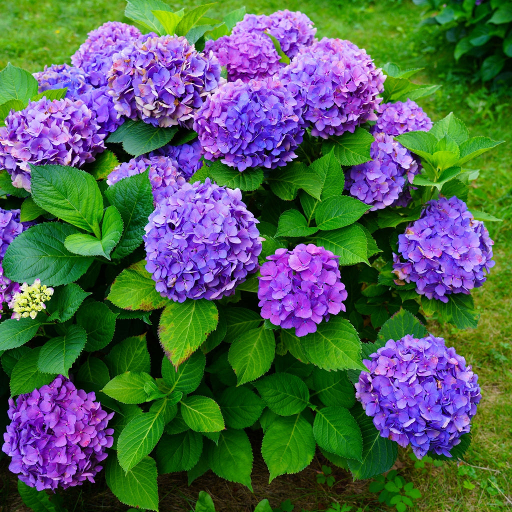 Hydrangea macrophylla 'Purple Ball' 9cm-5L