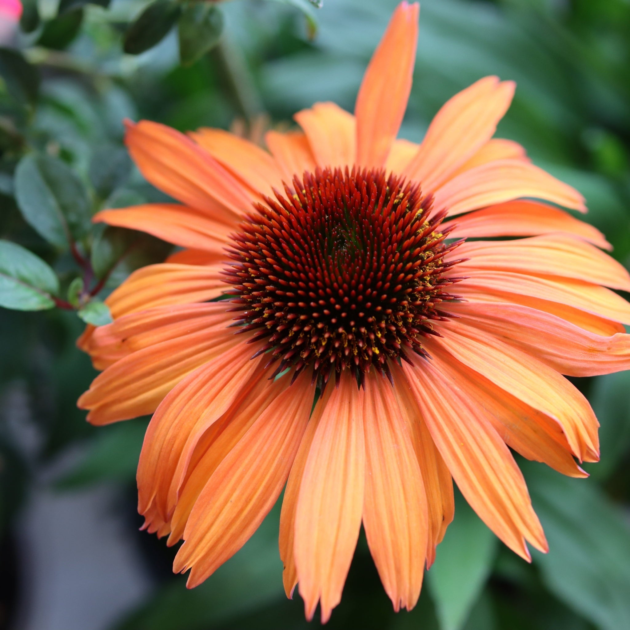 Echinacea purpurea Prairie Blaze Orange Sunset 9cm Pot