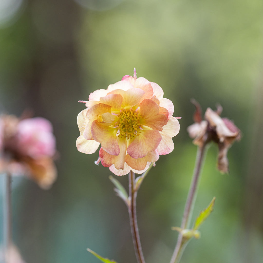 Geum pretticoats peach 3L