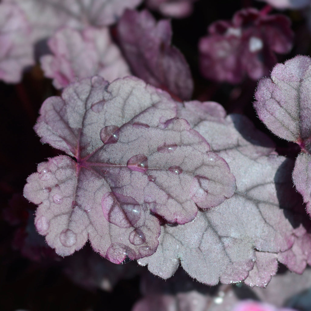 Heuchera 'Pink Panther' 2L