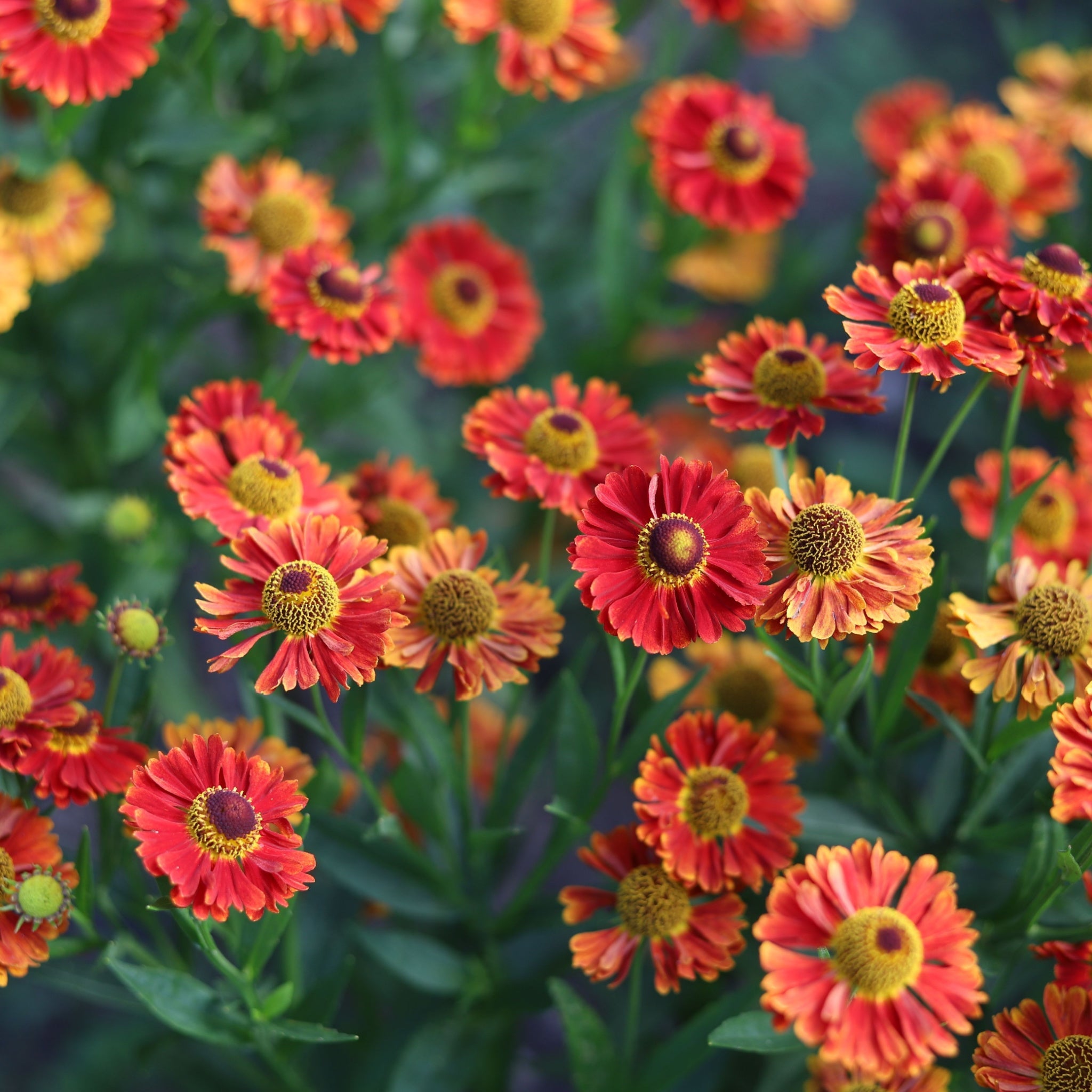 Helenium autumnale 'HayDay Red Bicolor' 9cm