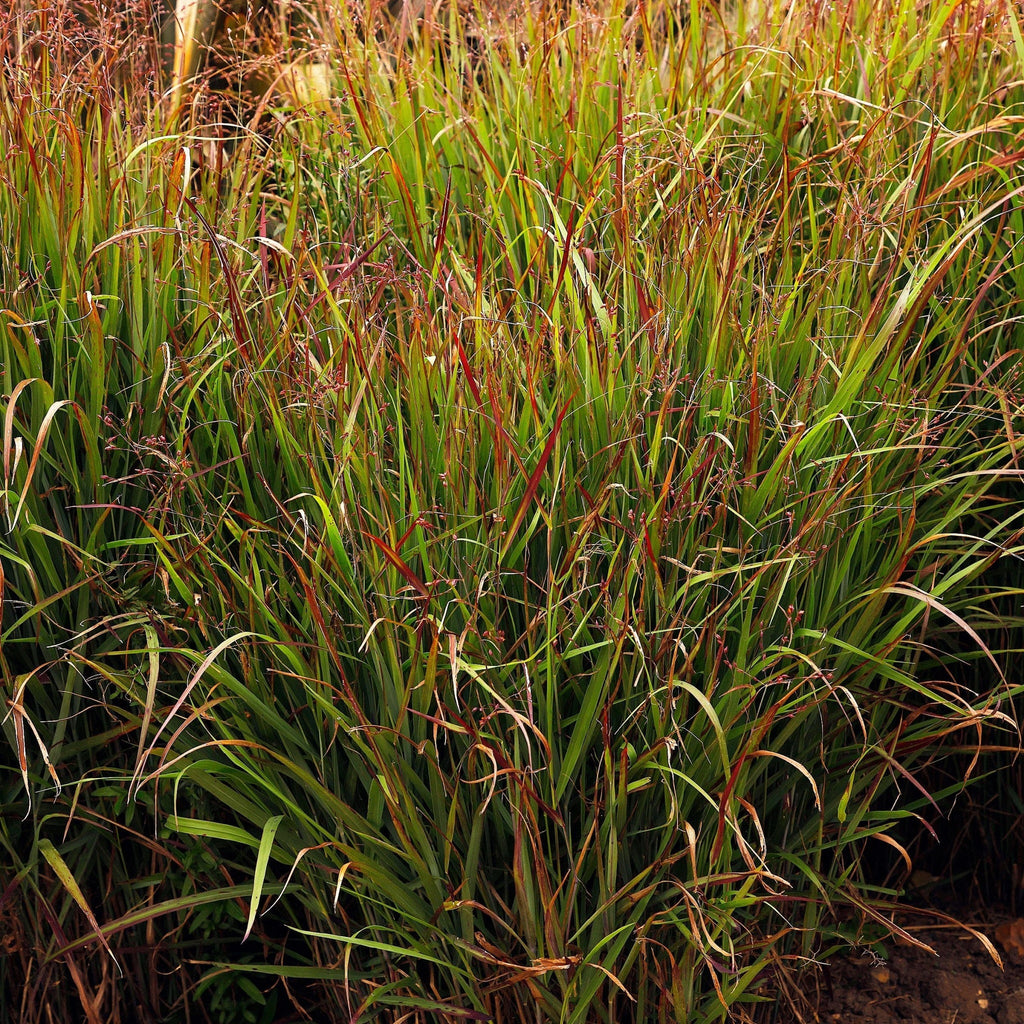 Panicum virgatum 'Shenandoah' 9cm
