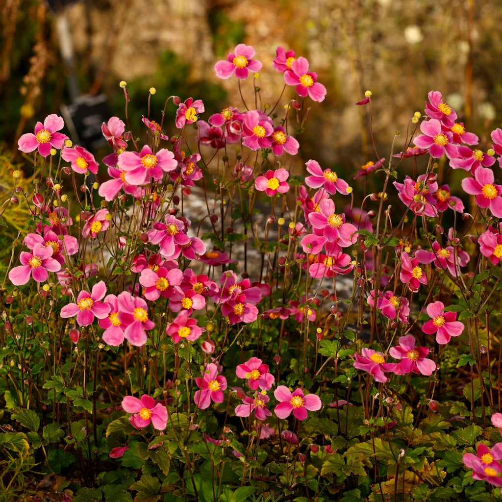 Anemone hupehensis 'Alando Rose' 4L