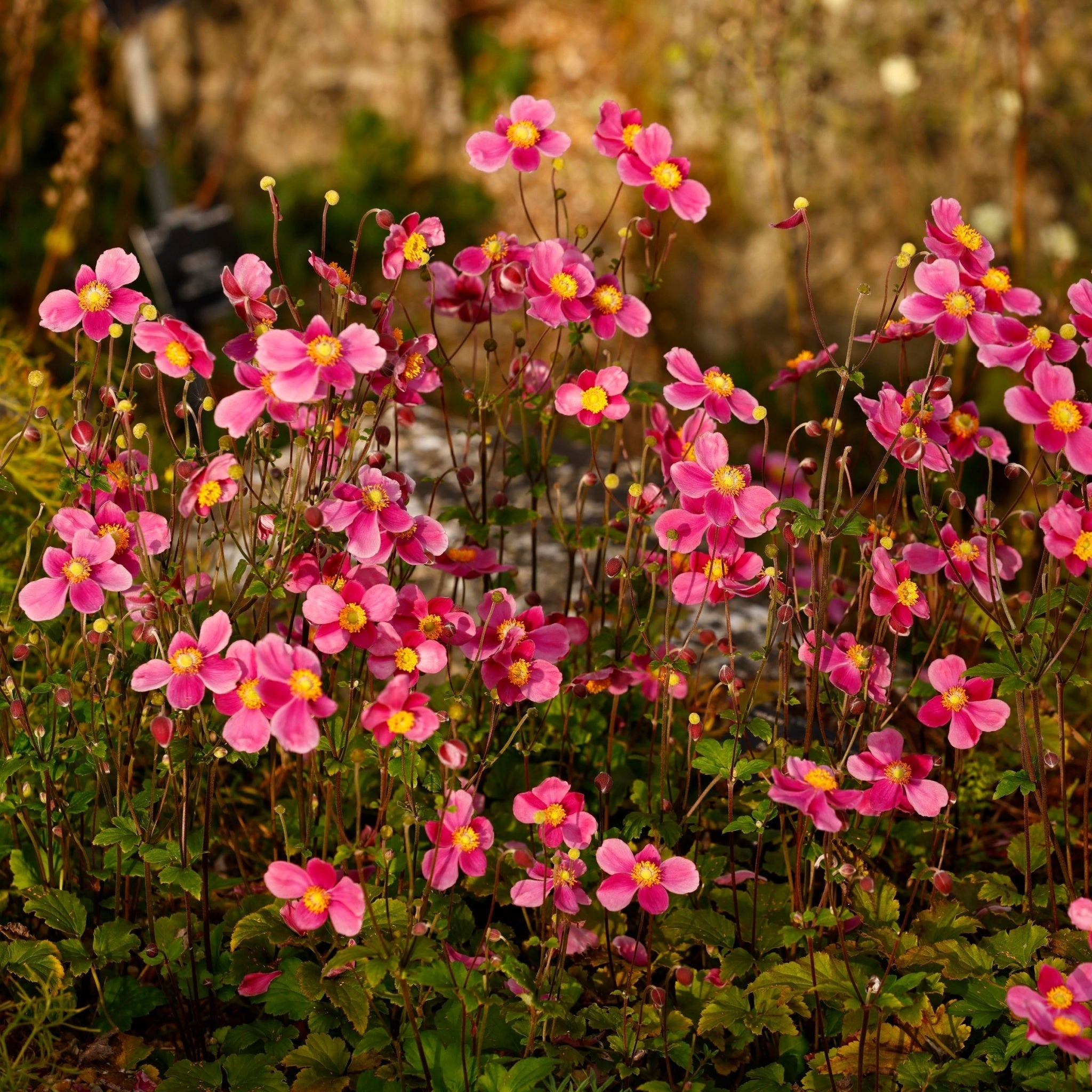 Anemone hupehensis 'Alando Rose' 4L