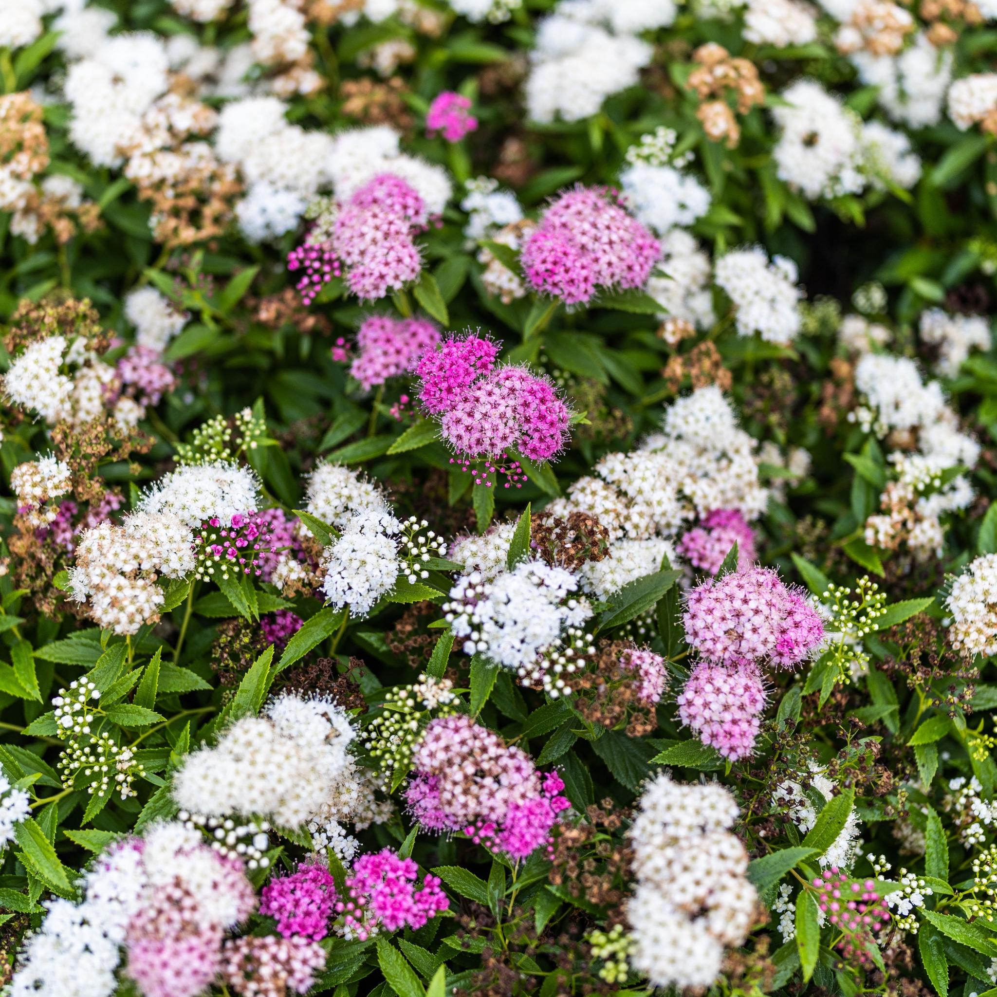 Spiraea japonica 'Genpei' 1L