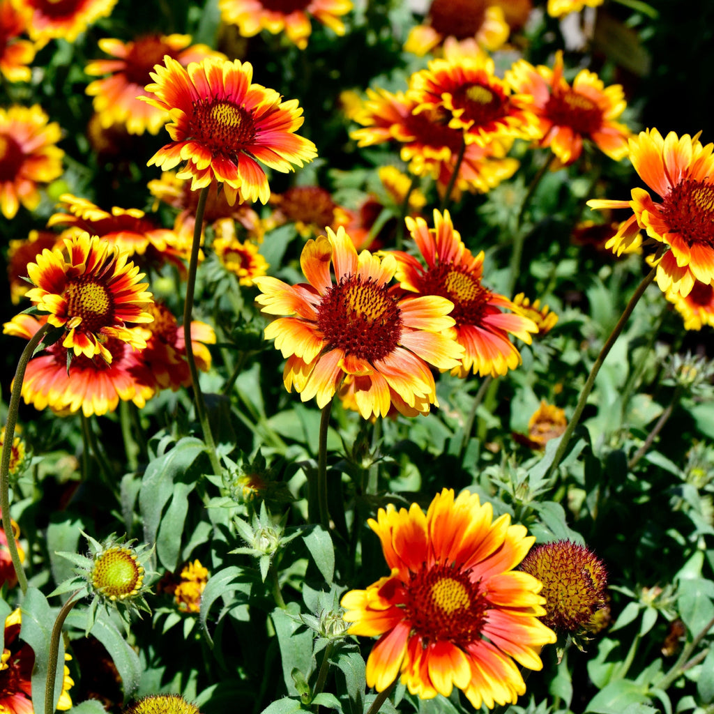 Gaillardia 1.5L (Our Choice)