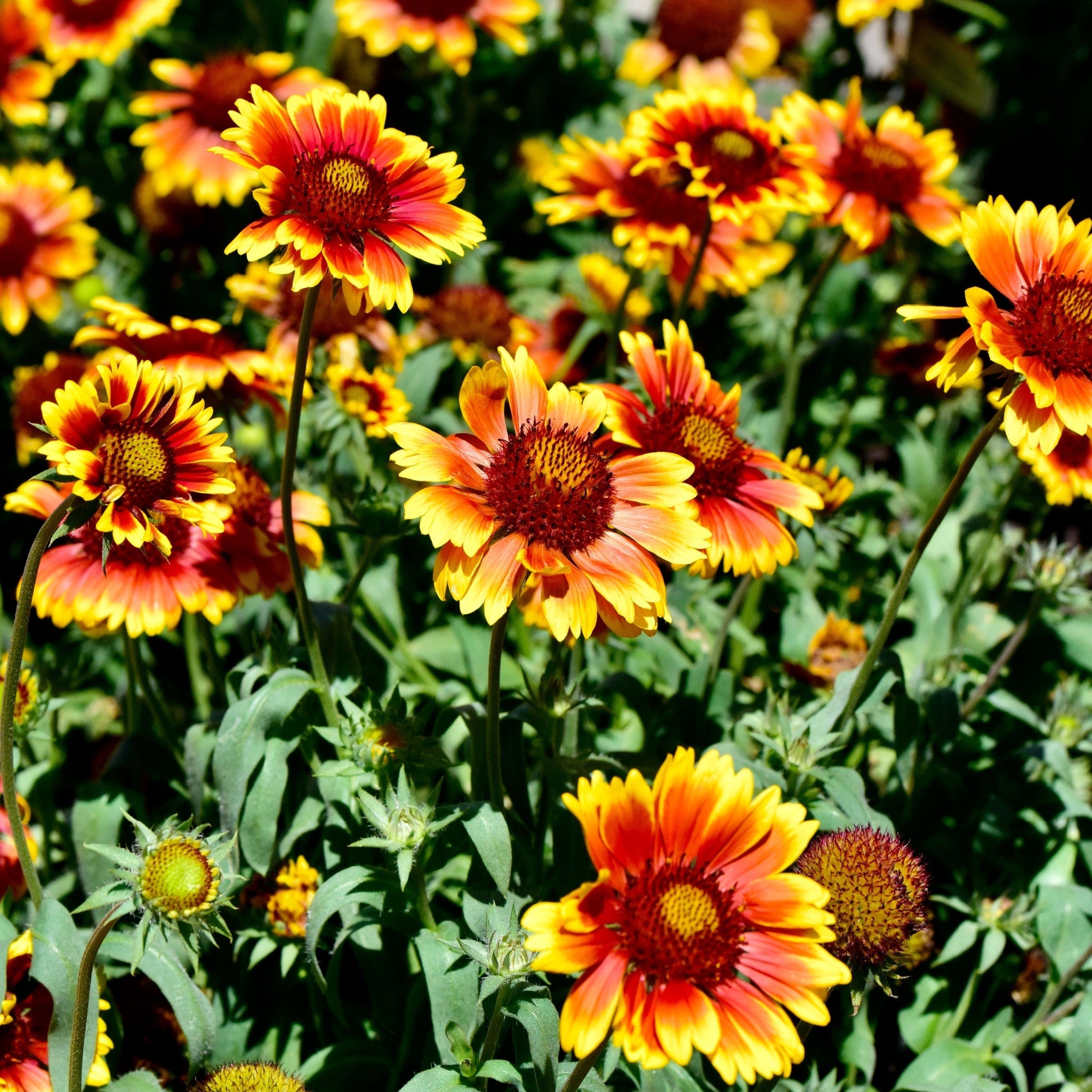 Gaillardia 1.5L (Our Choice)