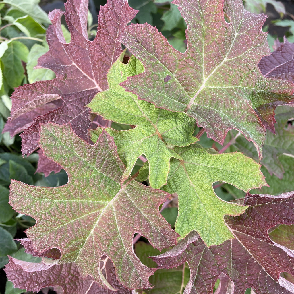 Hydrangea quercifolia 'Ruby Slippers' 3L