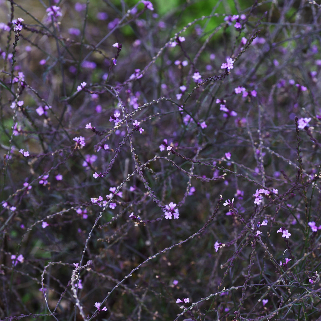 Verbena officinalis var. grandiflora 'Bampton' 9cm/2L