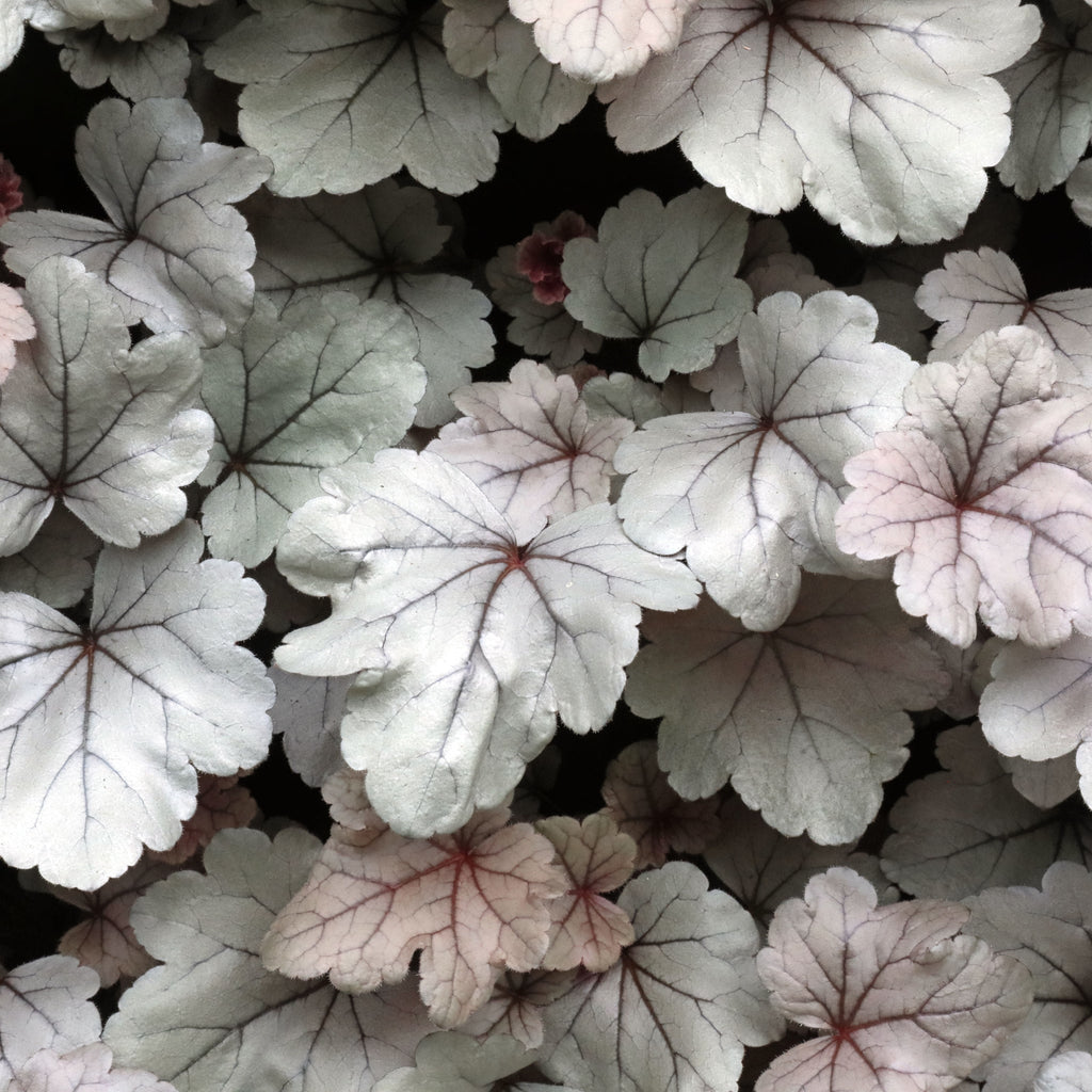 Heuchera 'Silver Gumdrop' 2L