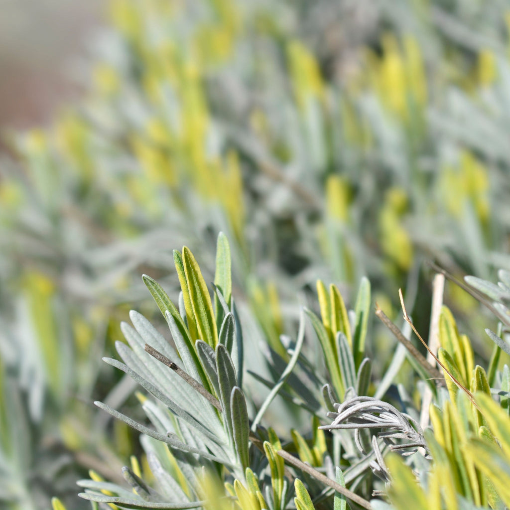 Lavender angustifolia 'Platinium Blonde' 9cm