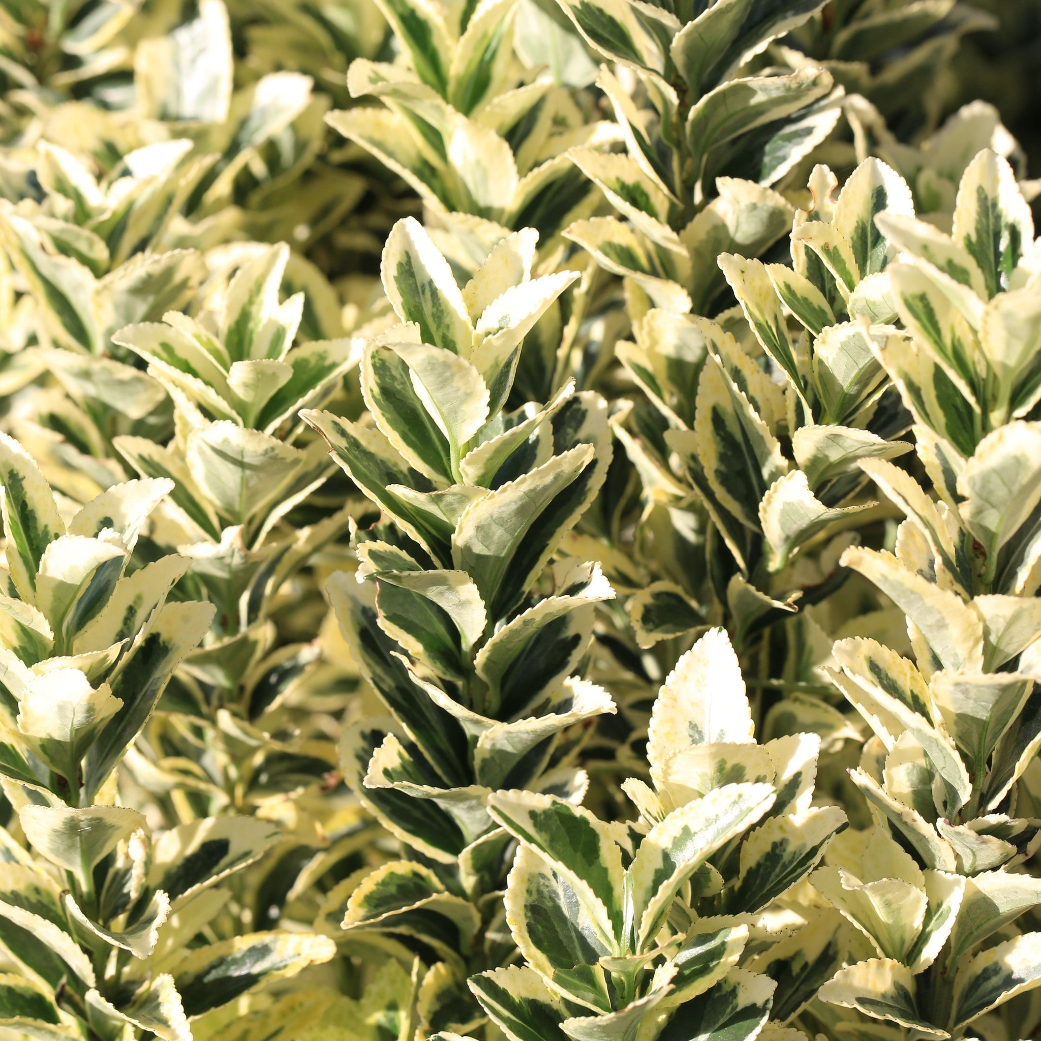 Euonymus japonicus 'White Spire' 9cm-4L (Multibuy Offers Available)