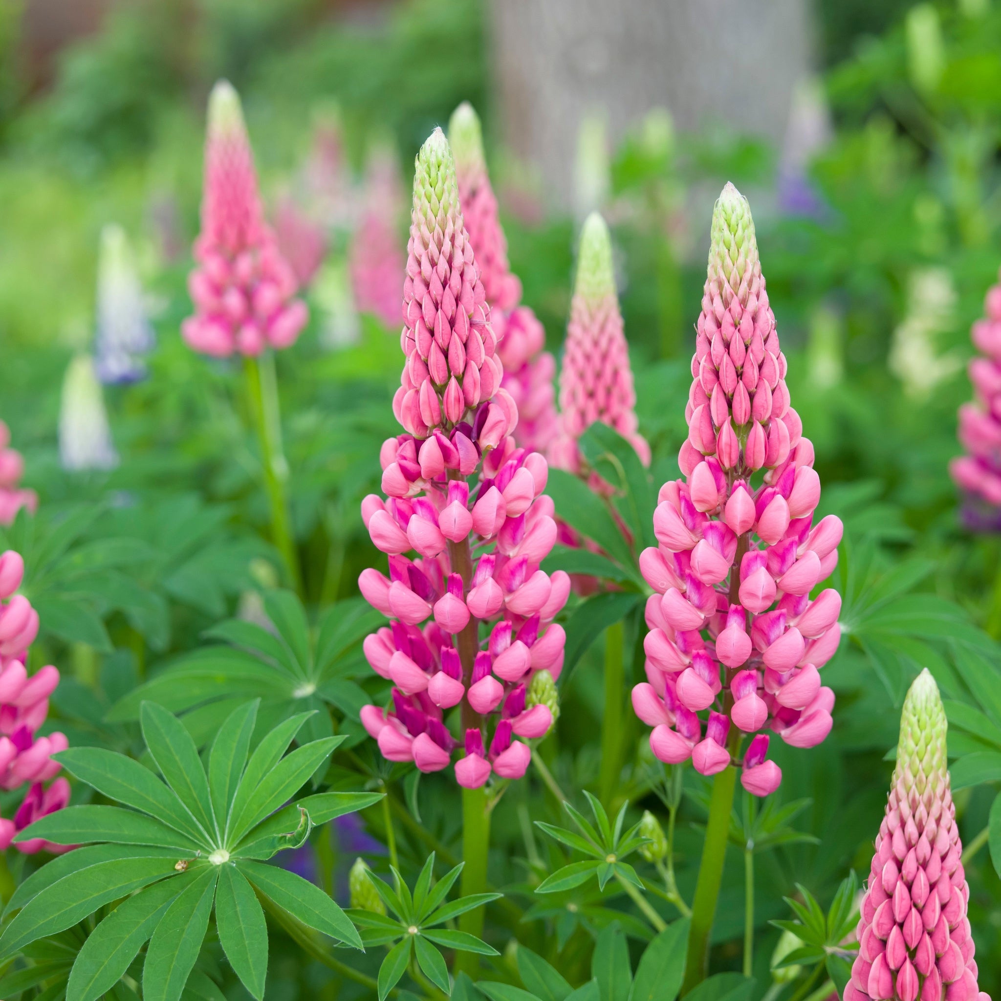 Lupin polyphyllus Rose 1.5L
