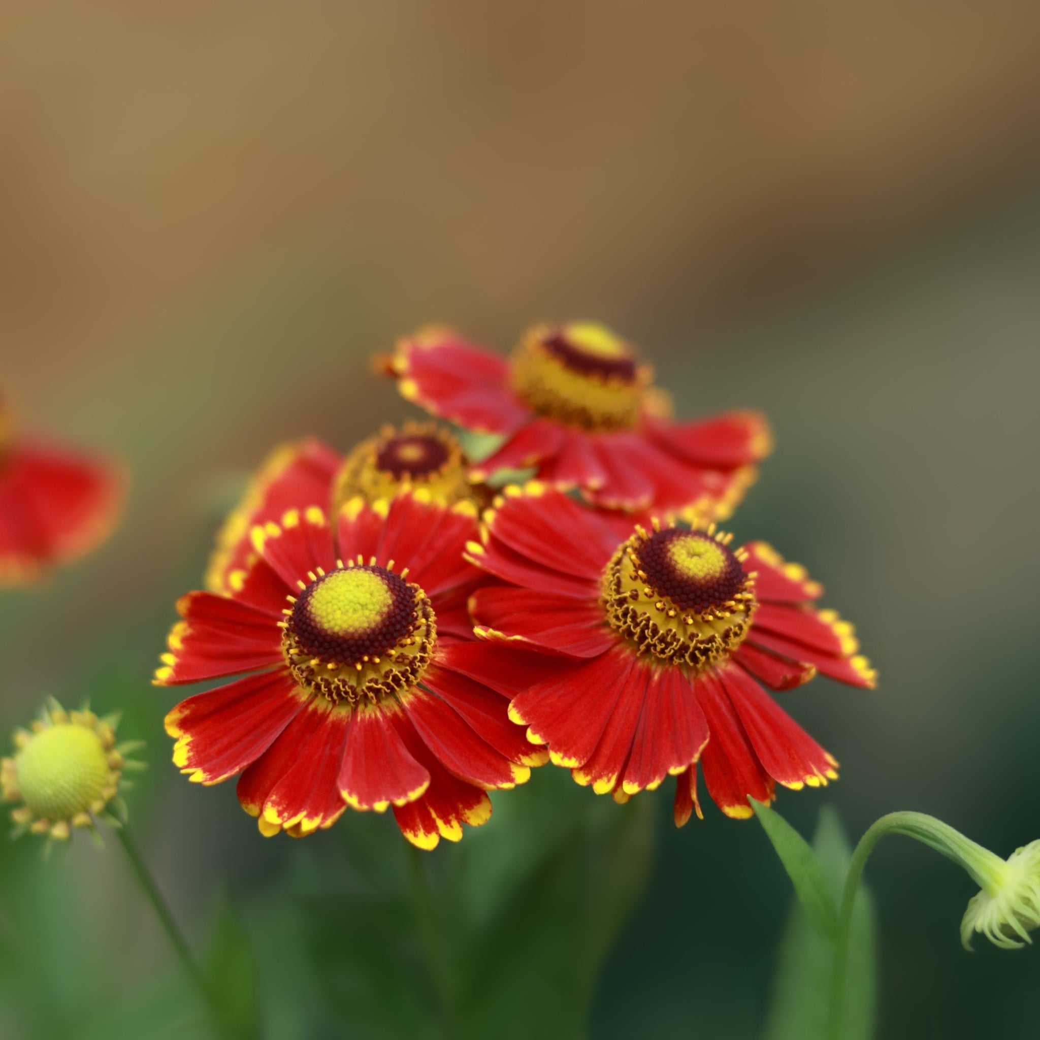 Helenium autumnale 'HayDay Red Bicolor' 9cm