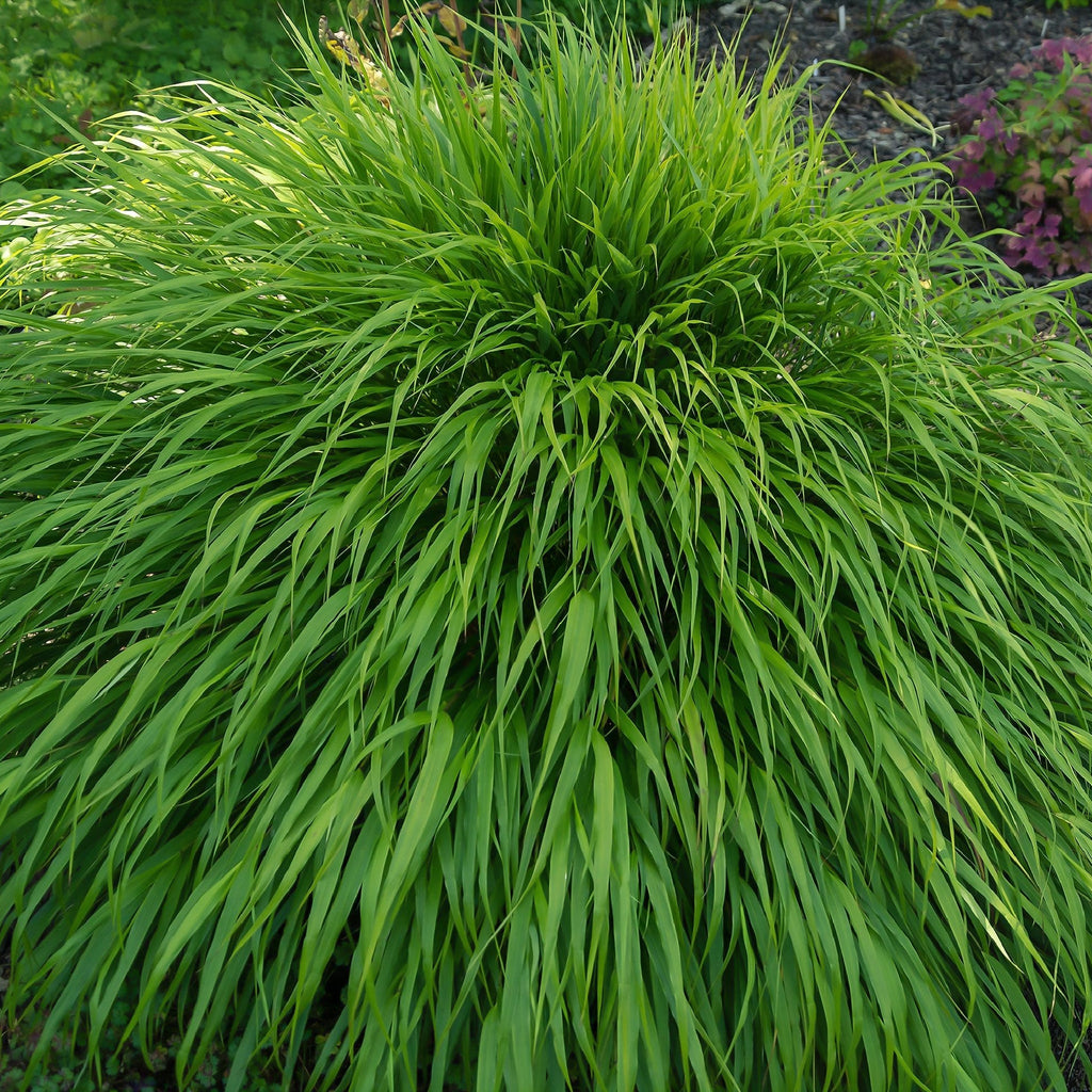 Hakonechloa macra Grass 9cm / 2L
