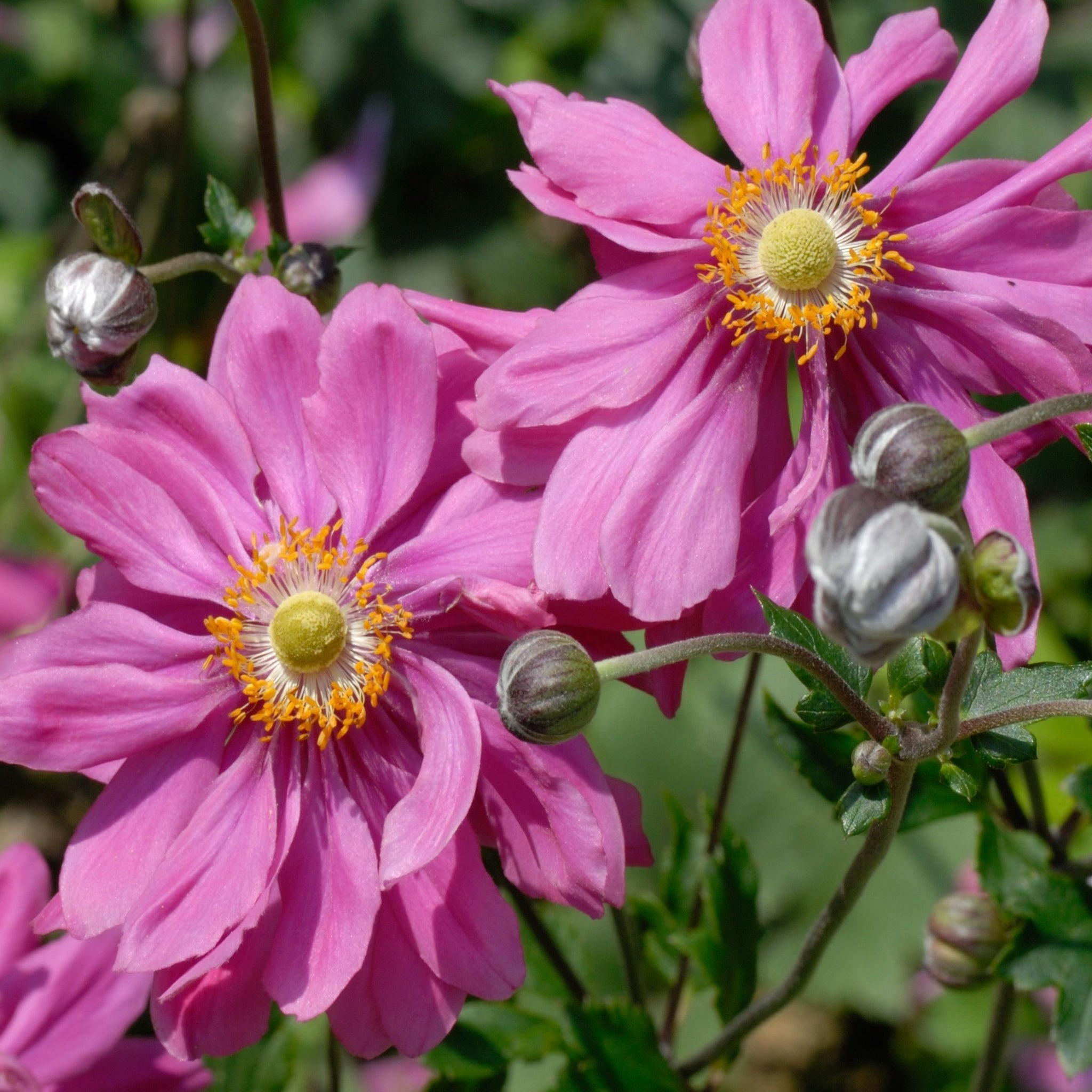 4 x Mixed Perennials – Pink, White & Purple | 9cm Pots