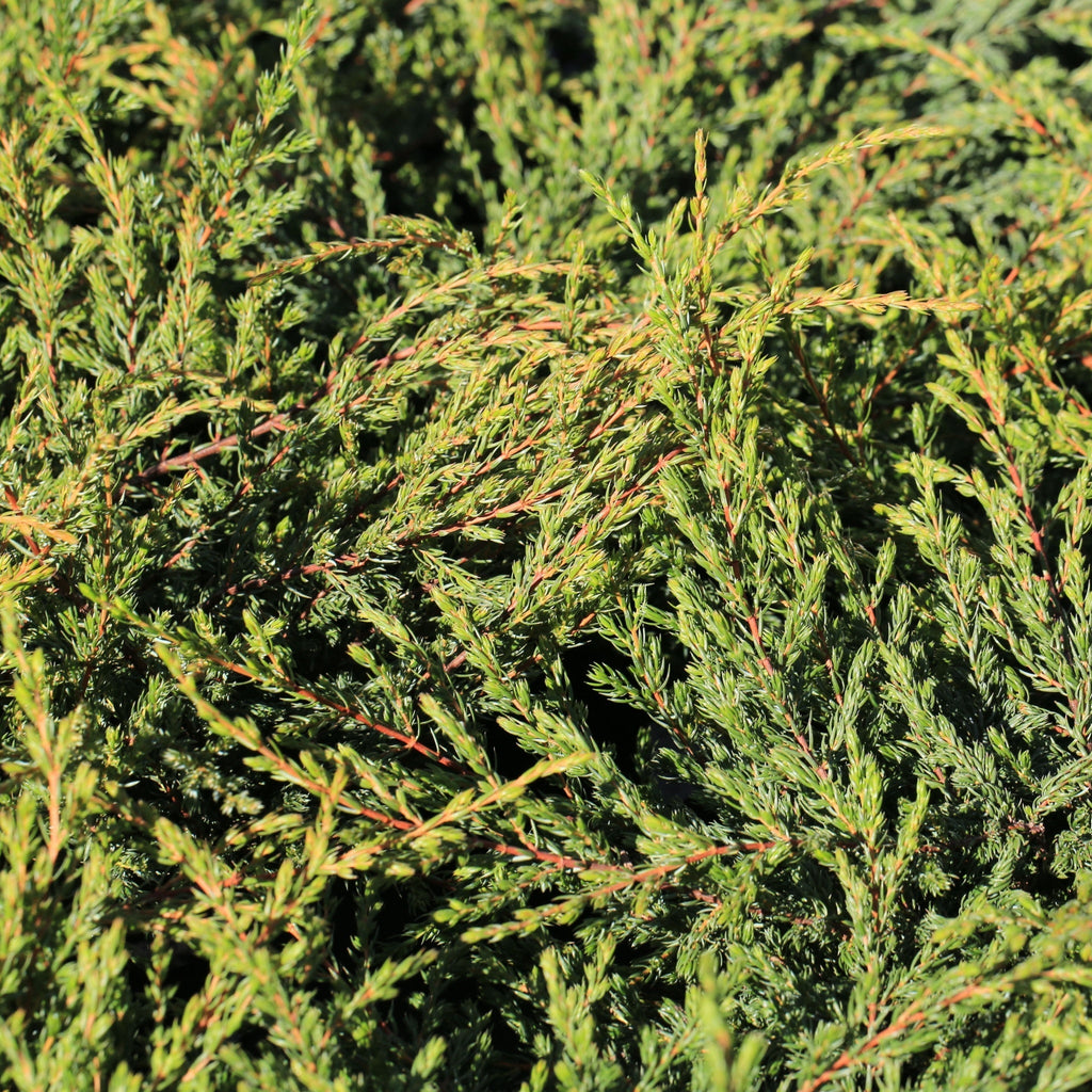 Juniperus communis 'Repanda' 2L