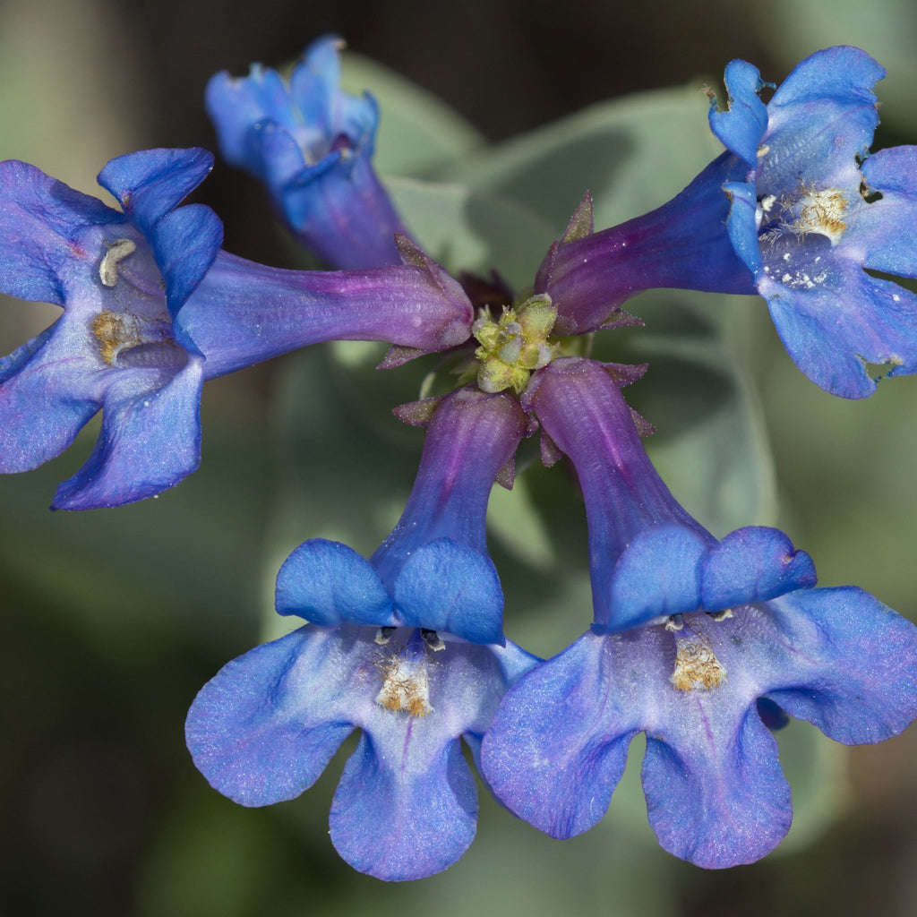 Penstemon 'Heavenly Blue' 9cm