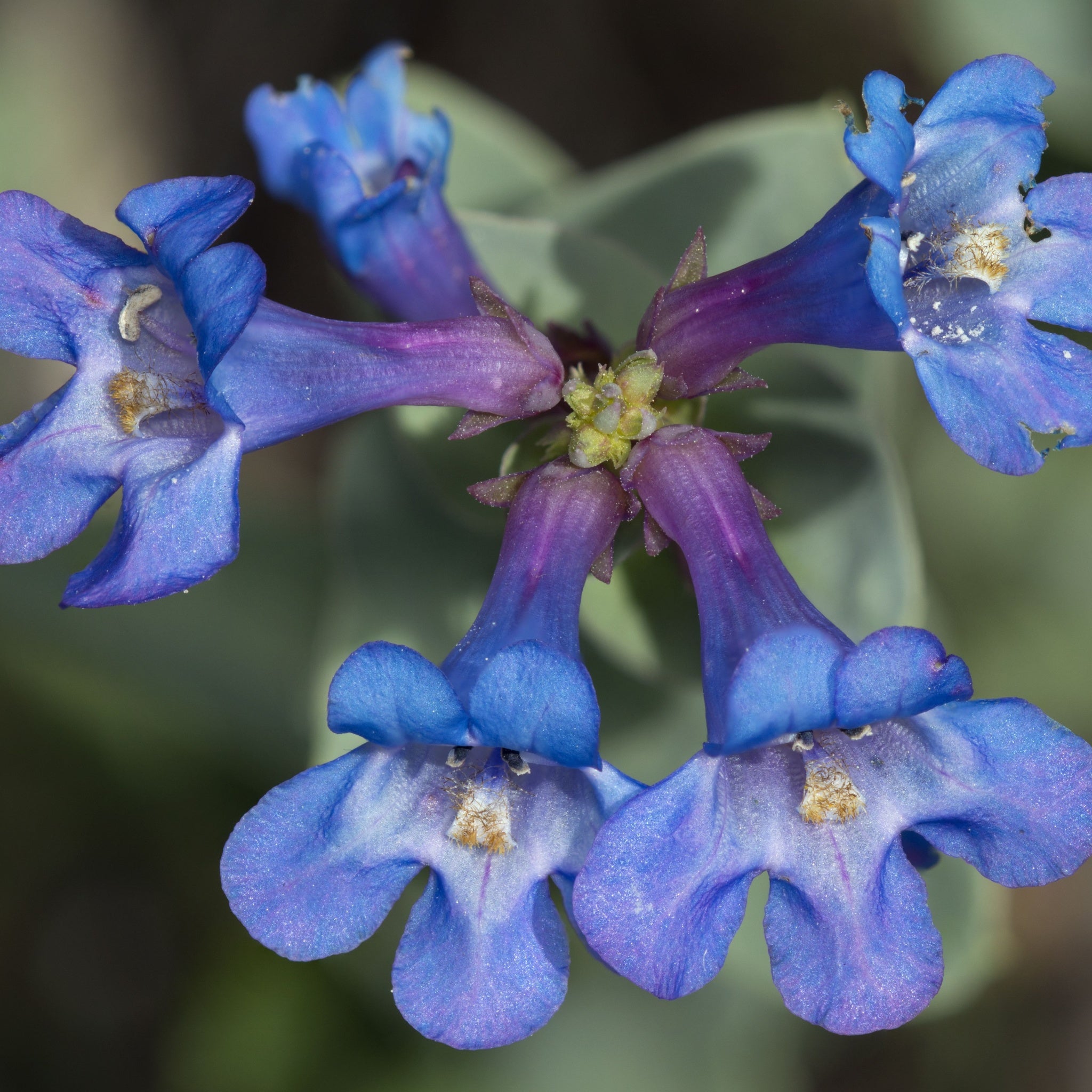 Penstemon 'Heavenly Blue' 9cm
