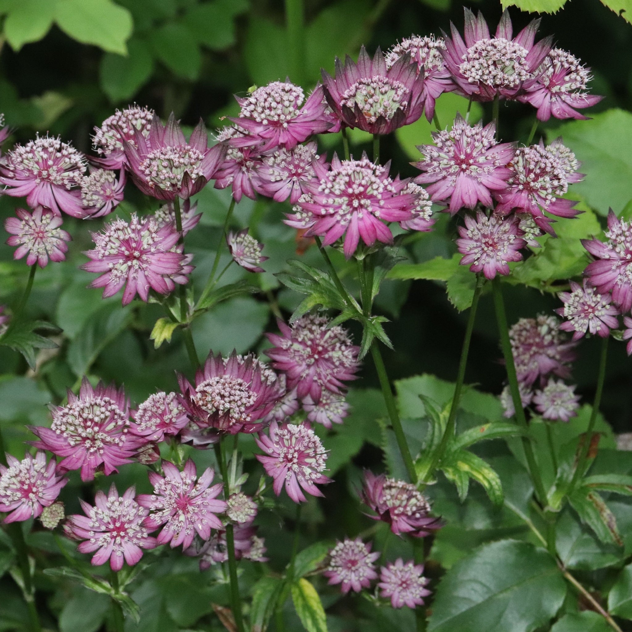 Astrantia major 'Venice' 2L