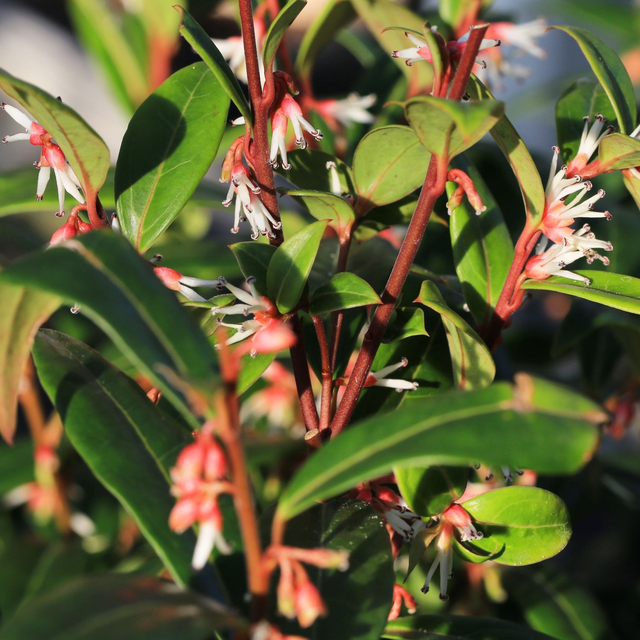 Sarcococca hookeriana 'Winter Gem' 9cm / 2L