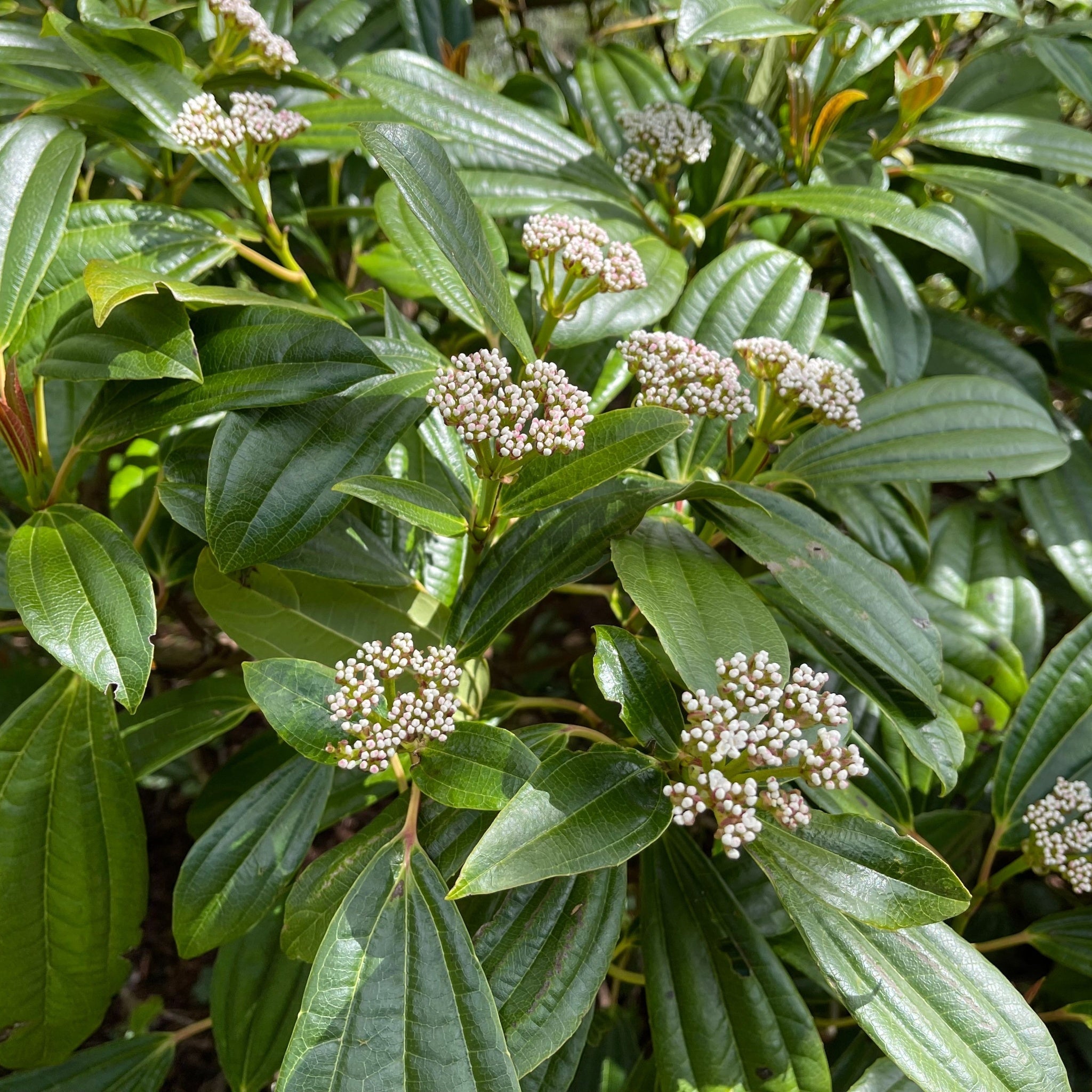 Viburnum davidii 9cm