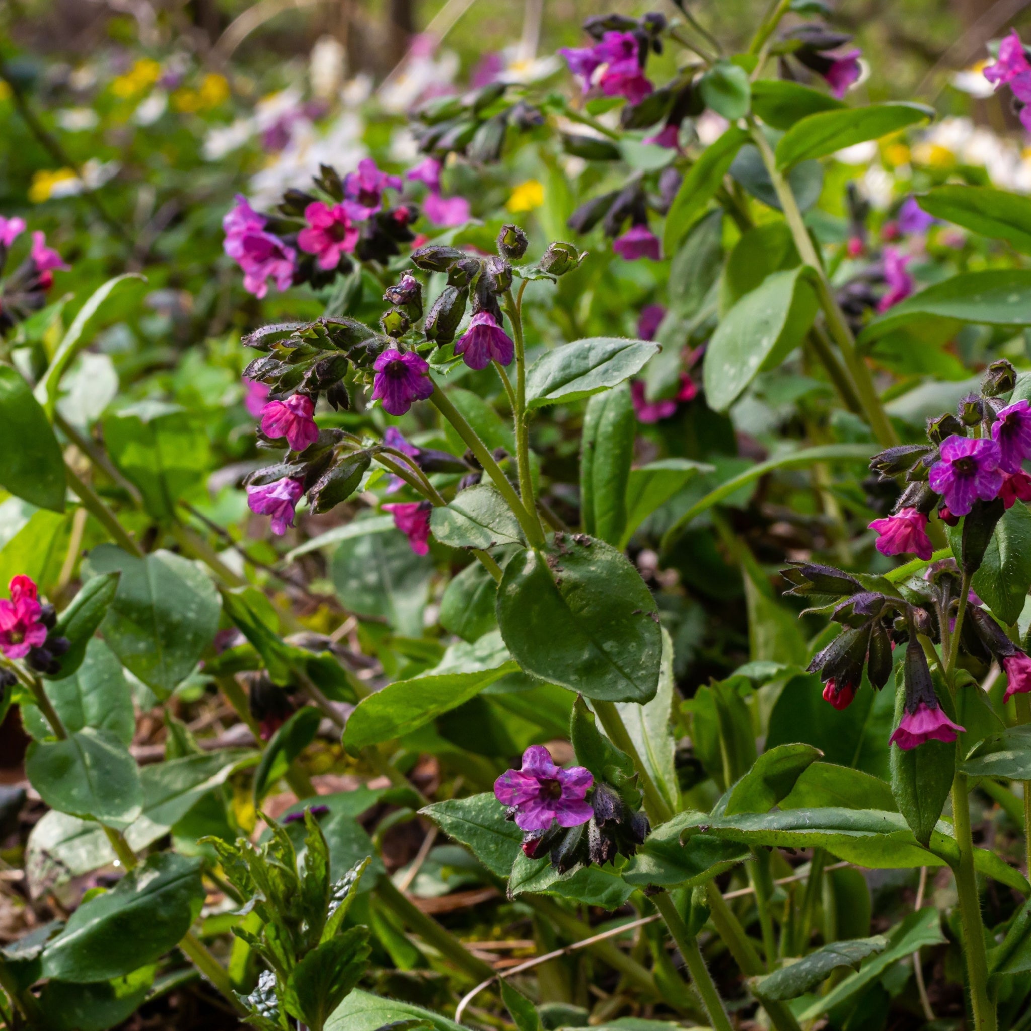 Pulmonaria 'Raspberry Splash' 9cm/2L