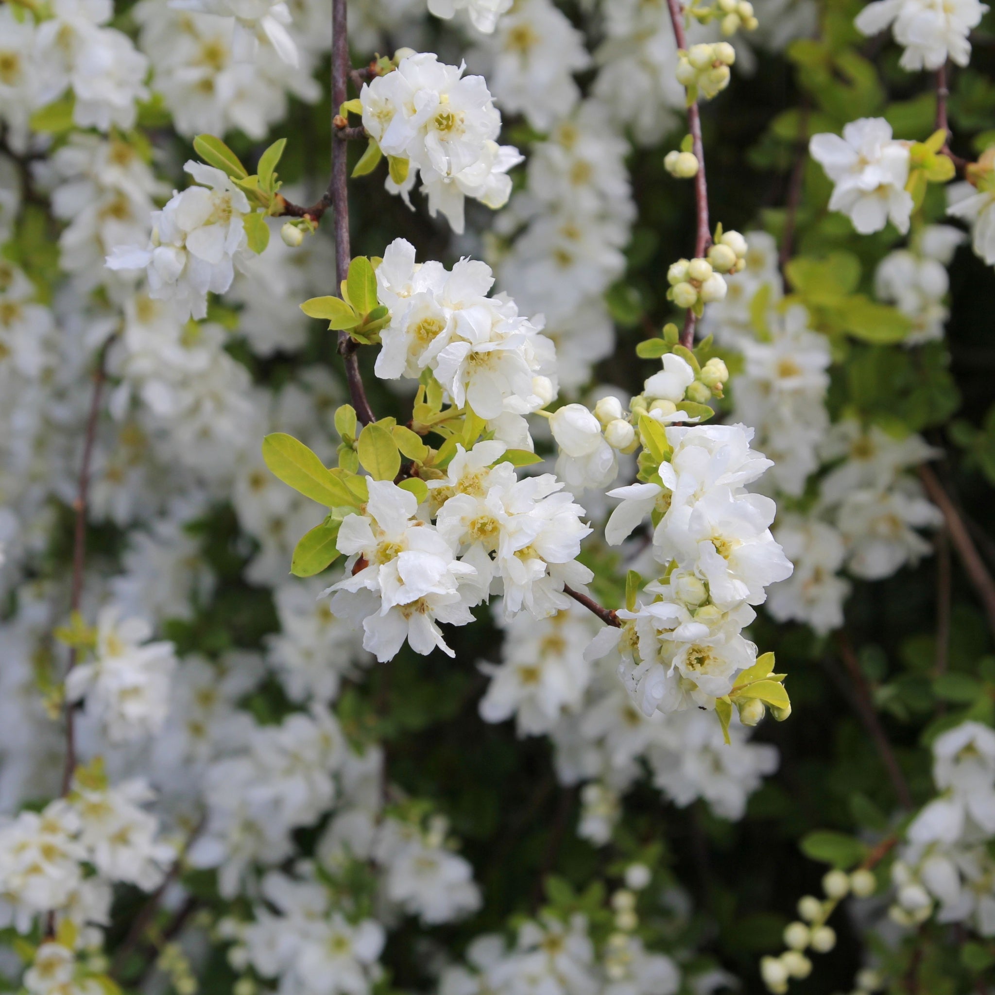 Exochorda racemosa 2L
