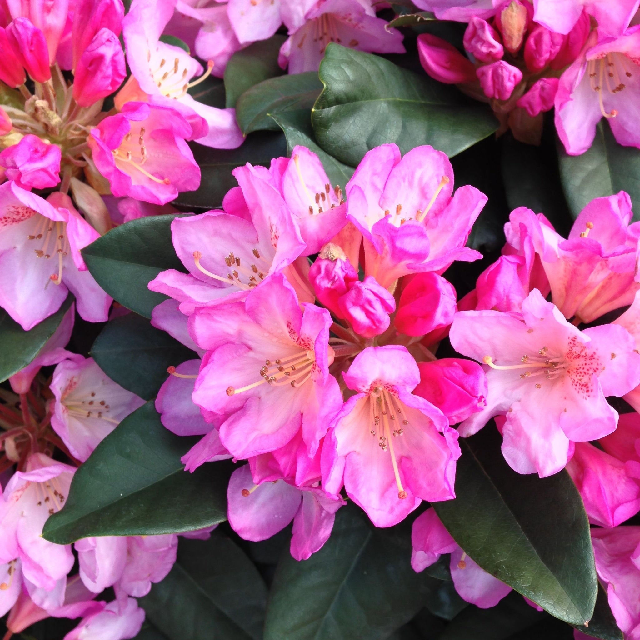 Rhododendron hybride 'Eucharitis' 5L (60-70cm inc. pot)