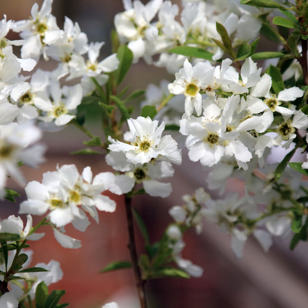 Exochorda racemosa 2L